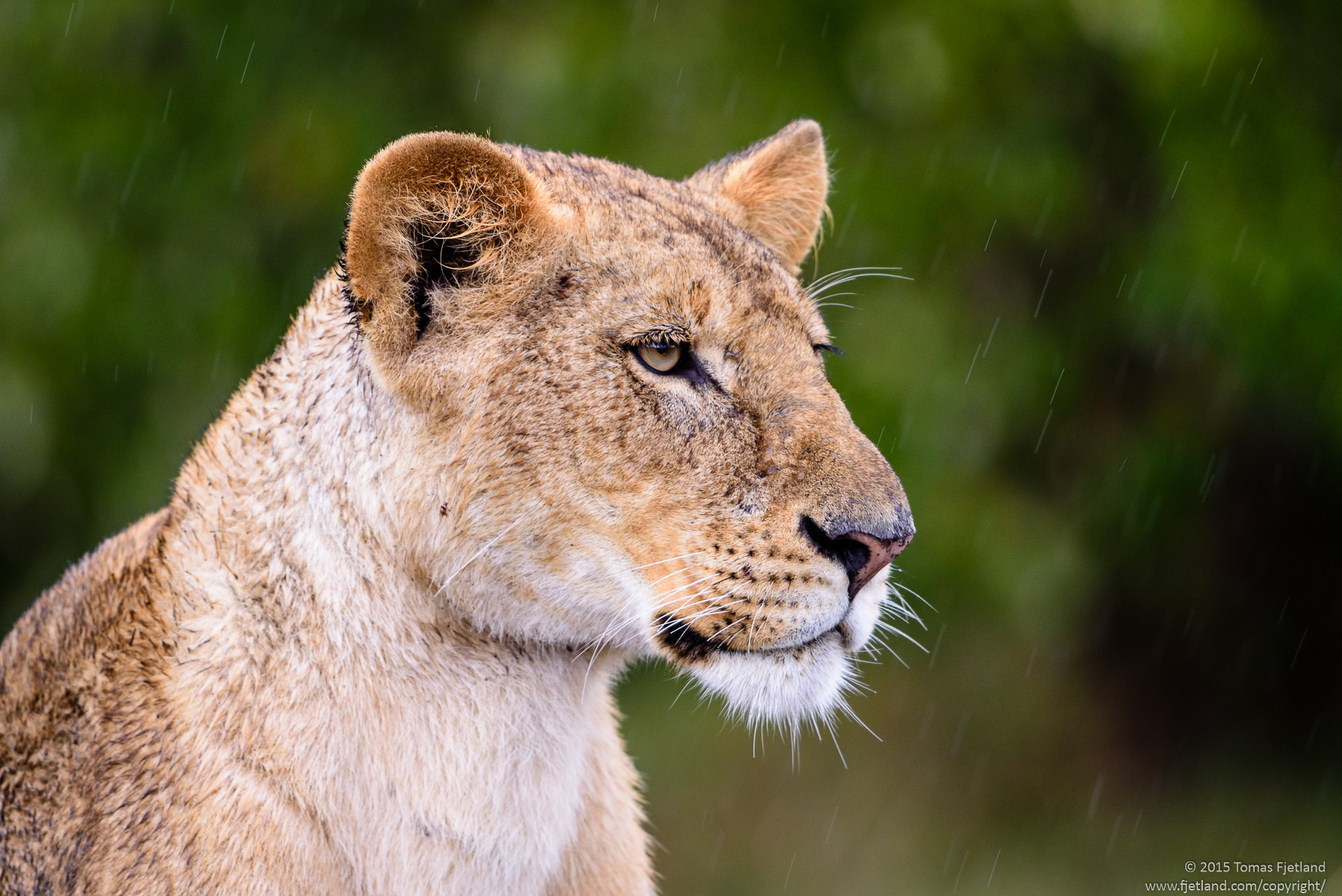 Lioness in the rain. Not amused