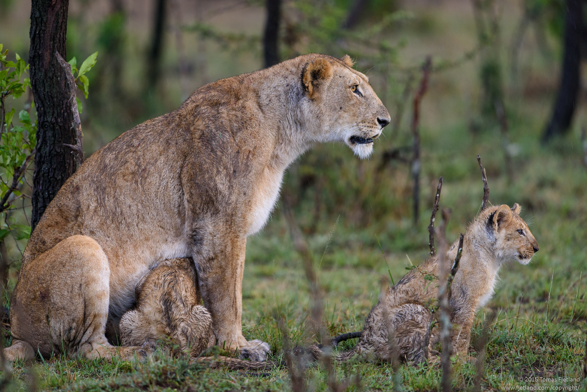 This lioness was less than 50 meters from two males and a couple of other females. With her two cubs with her, she was keeping a close eye on the males