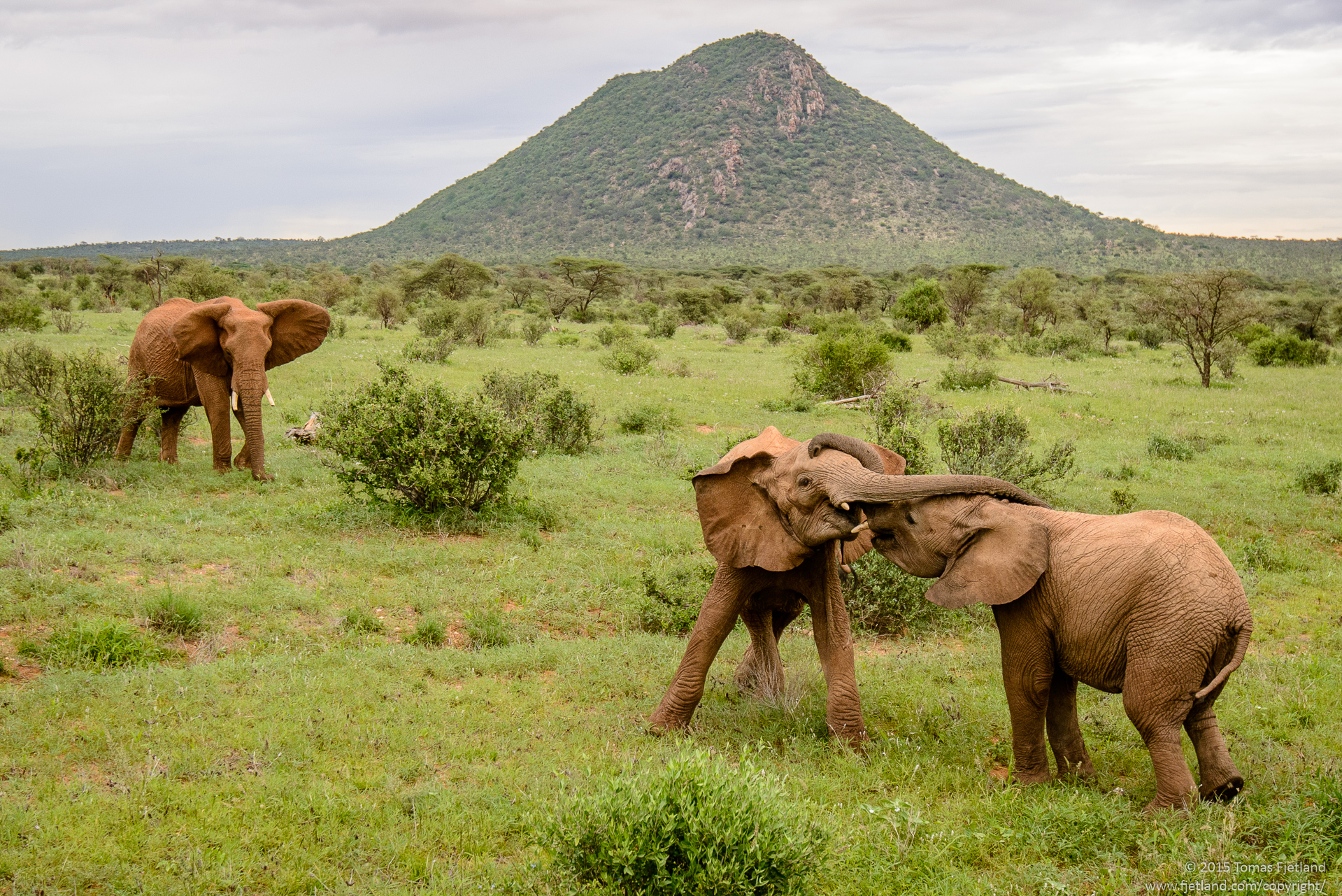 Two young elephants playfighting