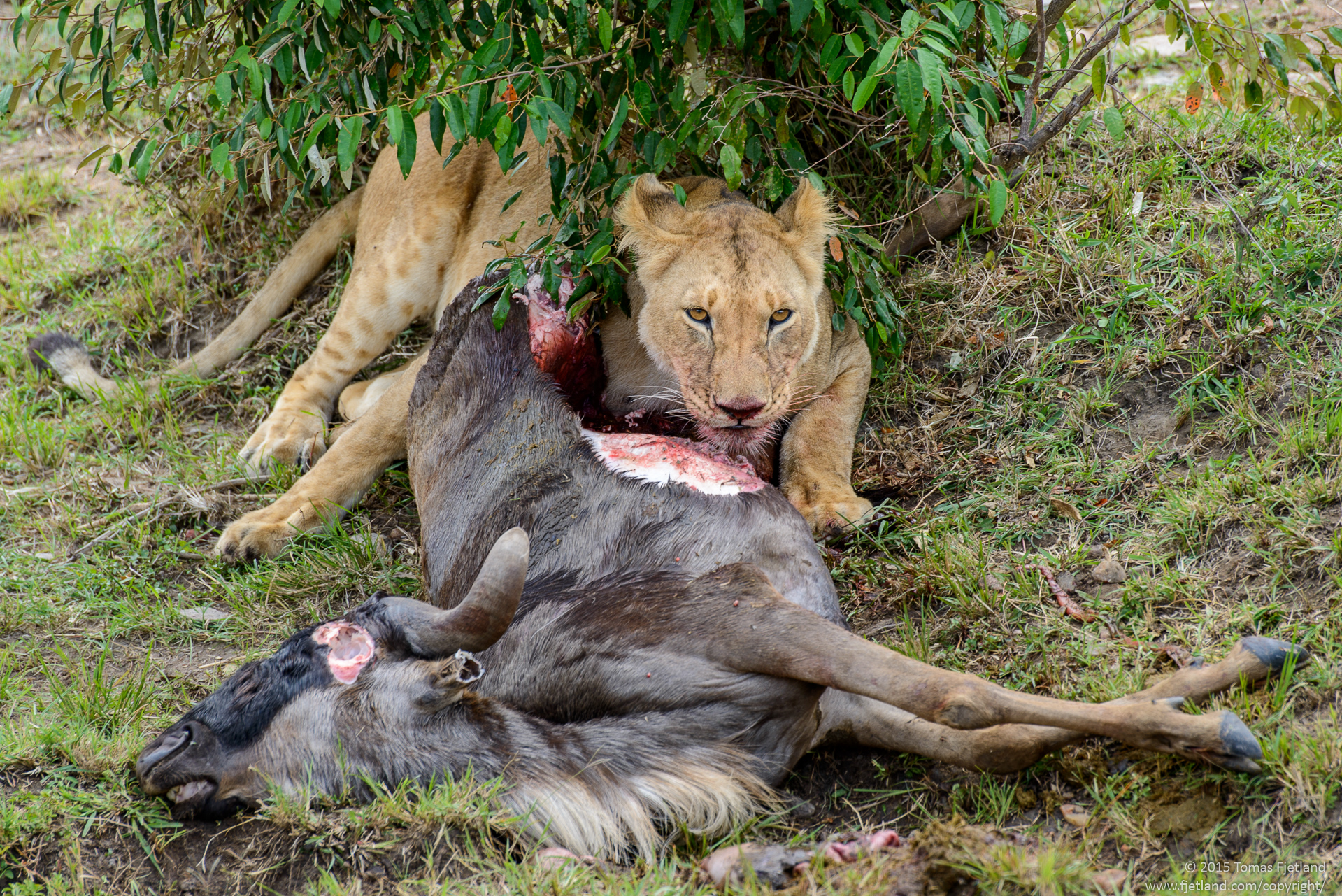 Lioness with a fresh wildebeest kill her and another lioness just hunted down