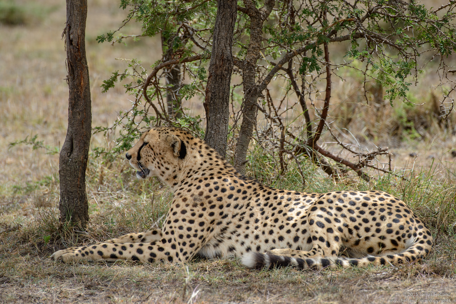 Cheetah enjoying the shade of a bush at high noon