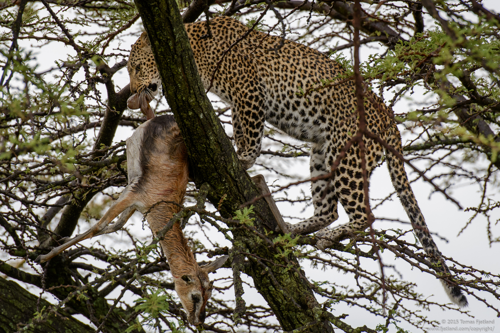 The resident leopard in Olare Orok conservancy, Fig.