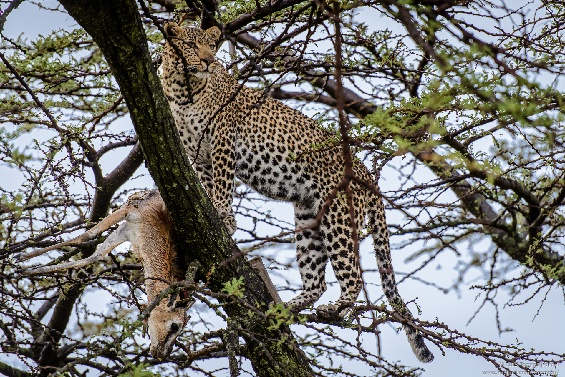 Leopard with Thomson's gazelle catch