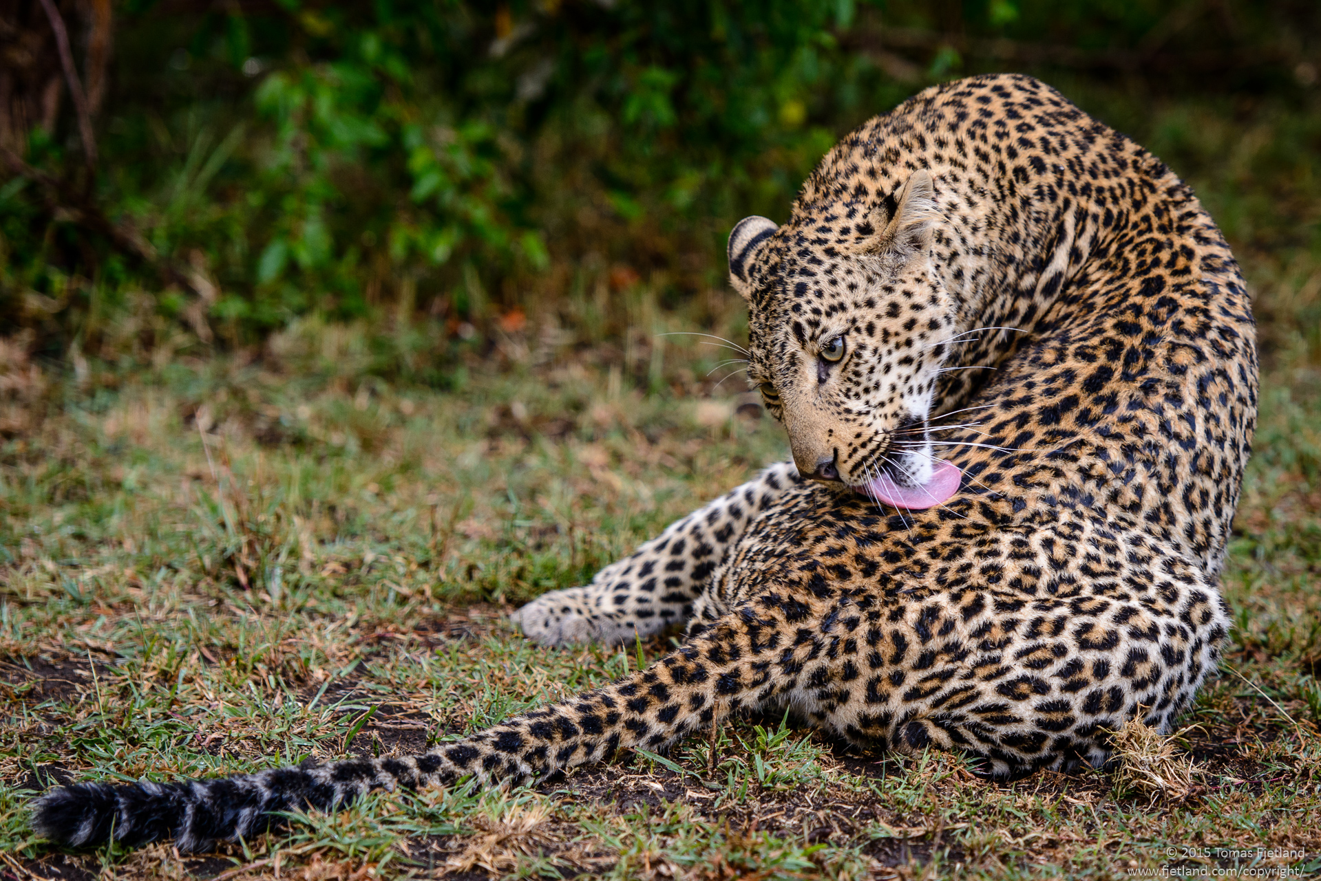 Fig the leopard licking rainwater off her fur
