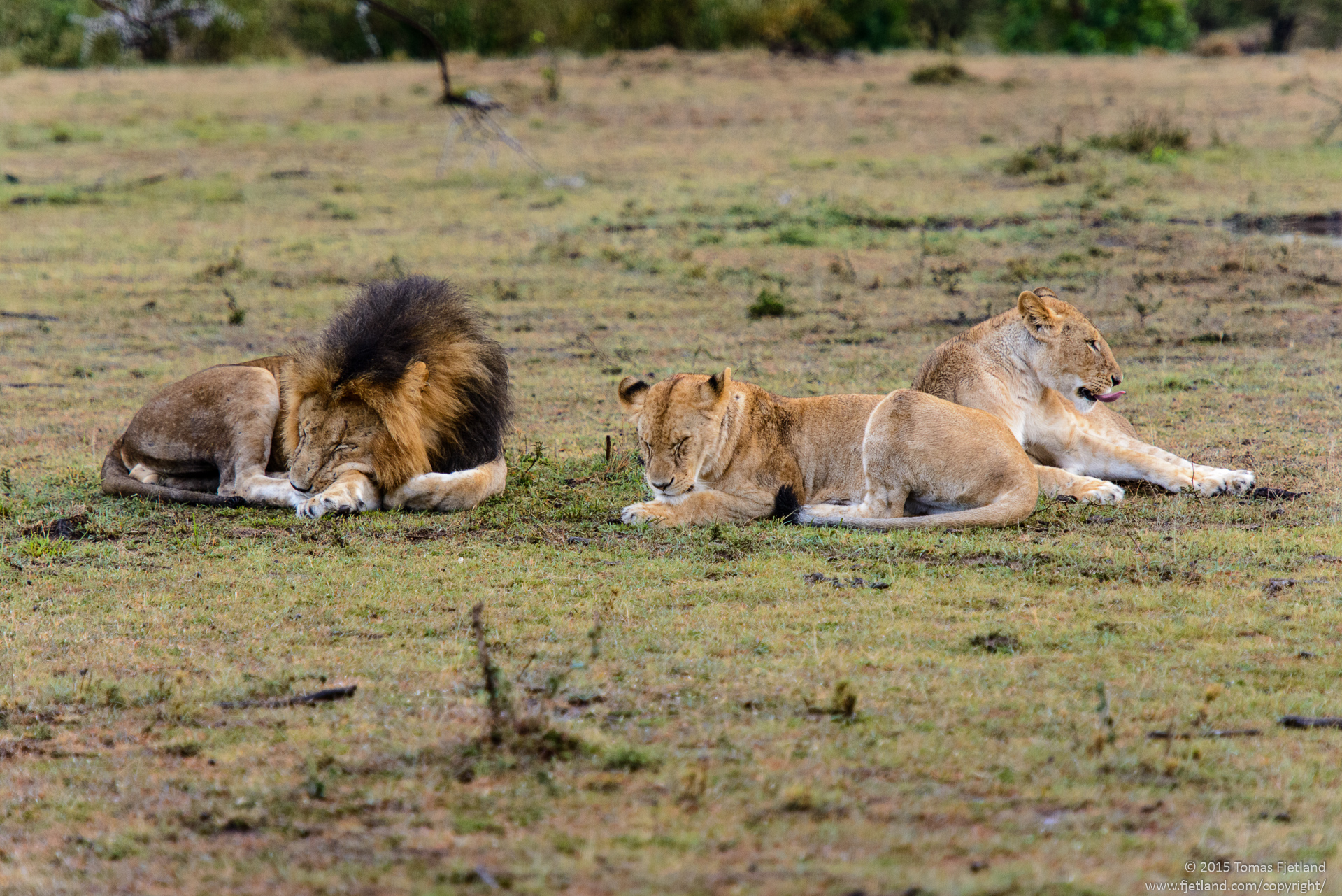 Mating lions having a rest