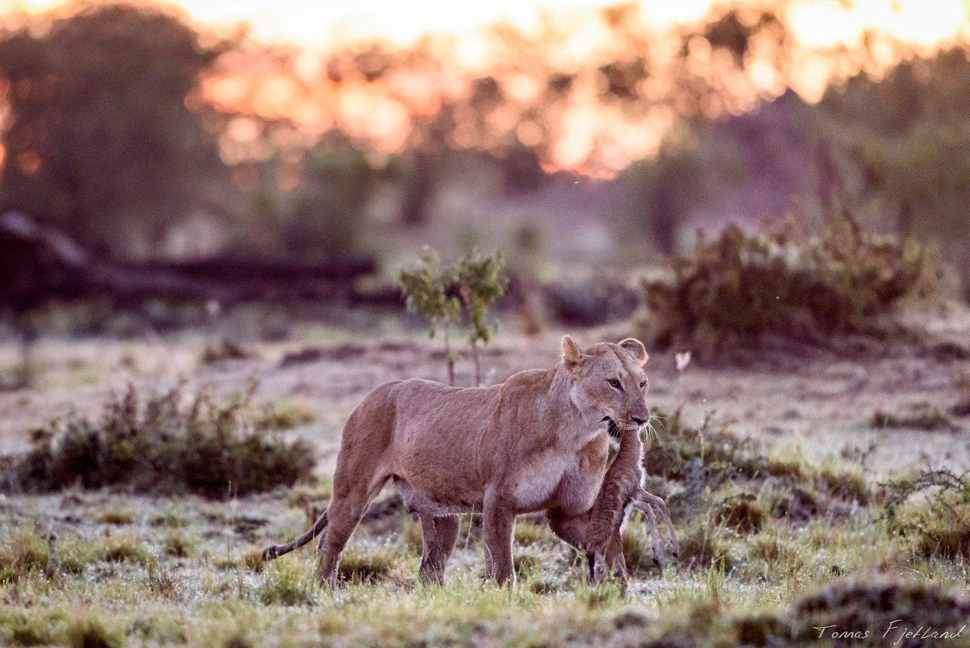 Lioness returning to her cubs with a Thomsons gazelle calf as the sun rises behind her