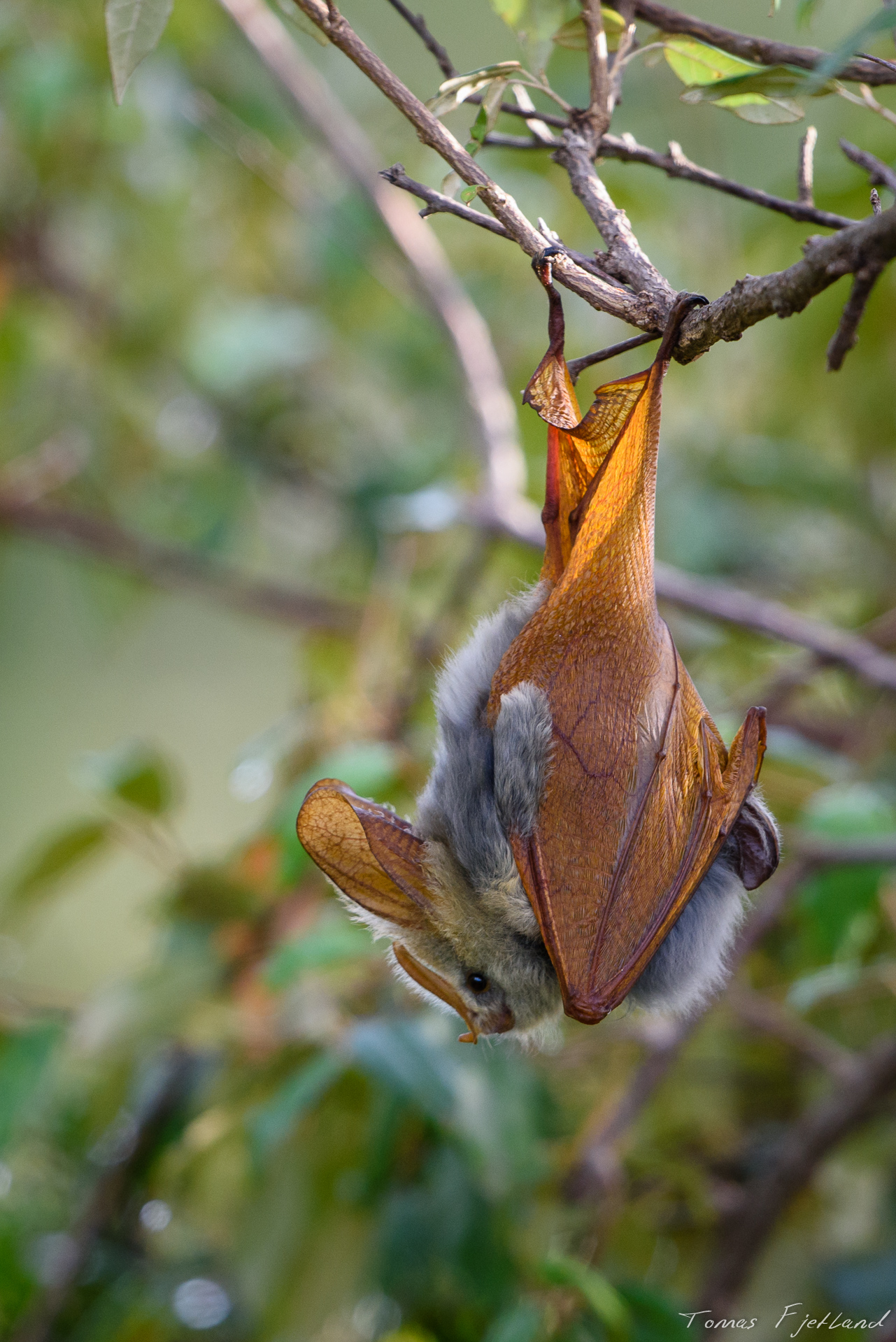 A Yellow-winged bat hanging just some 150cm above the ground, looking like a dried fruit or shrivelled leaf