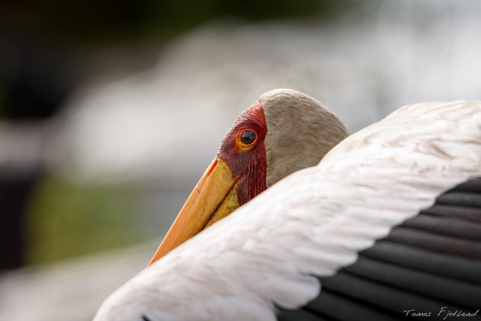 A Yellow-billed stork looks back at me over its outstretched wing