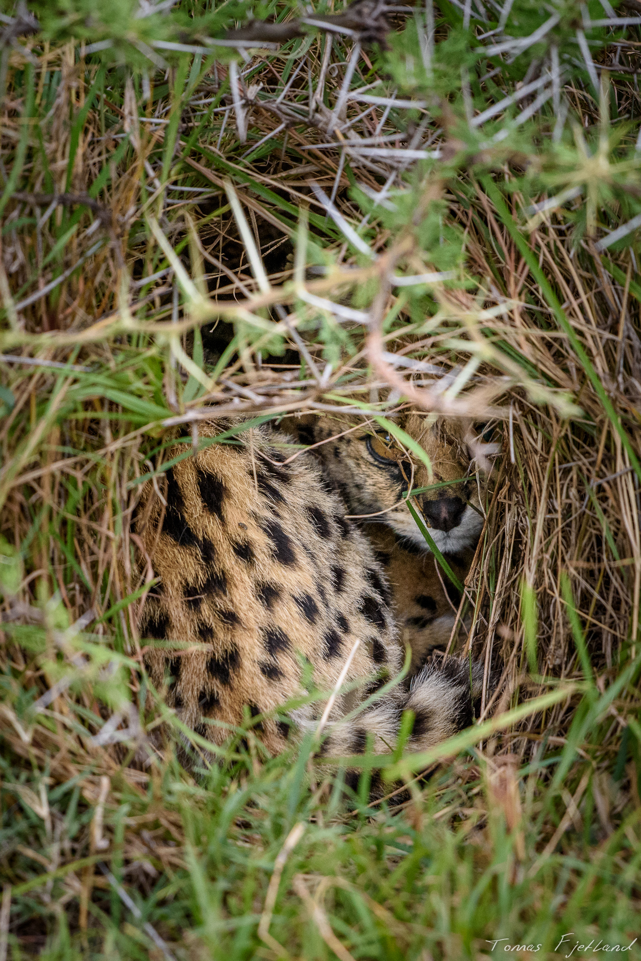 This is the closest I've gotten to a shot of the seclusive Serval so far...