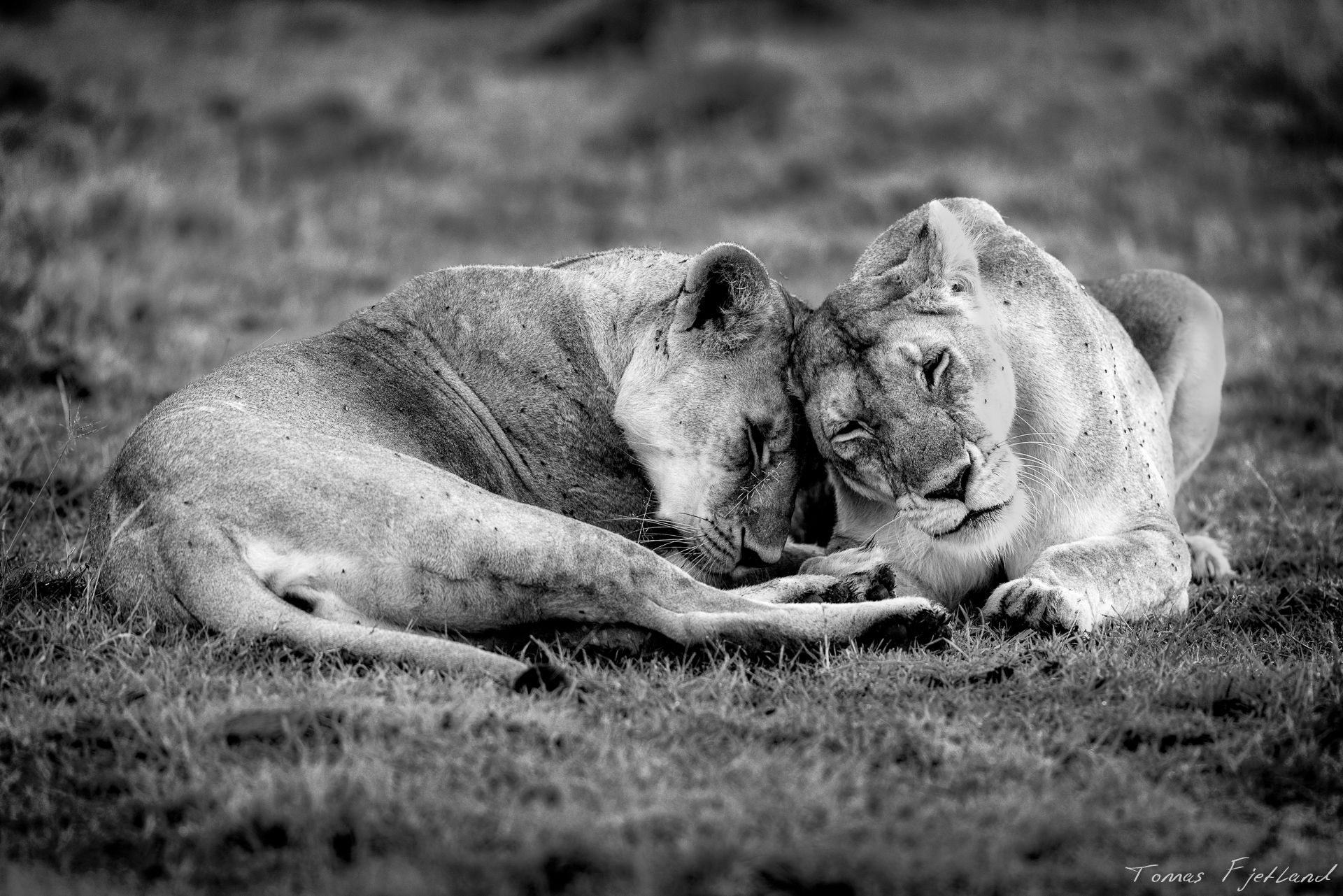 Two lionesses had separated from the pride, possibly to hunt and where taking a rest before the sun came up