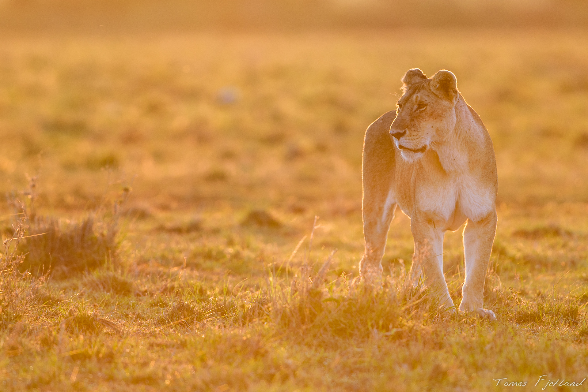 Lioness bathed in the warm morning light