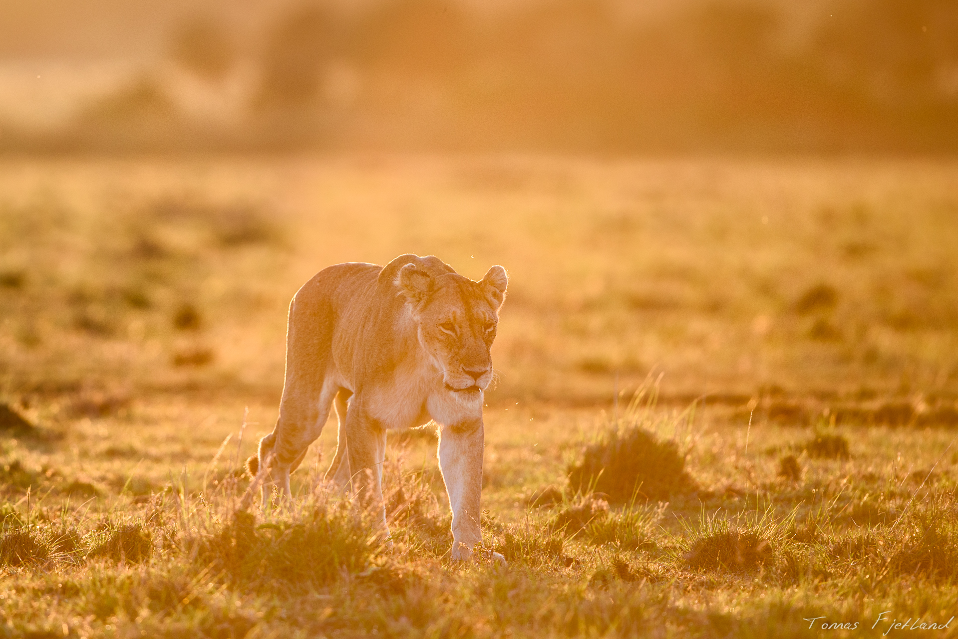 As the sun rises over the Mara, the incredible warm light floods everything for a few magical moments.
