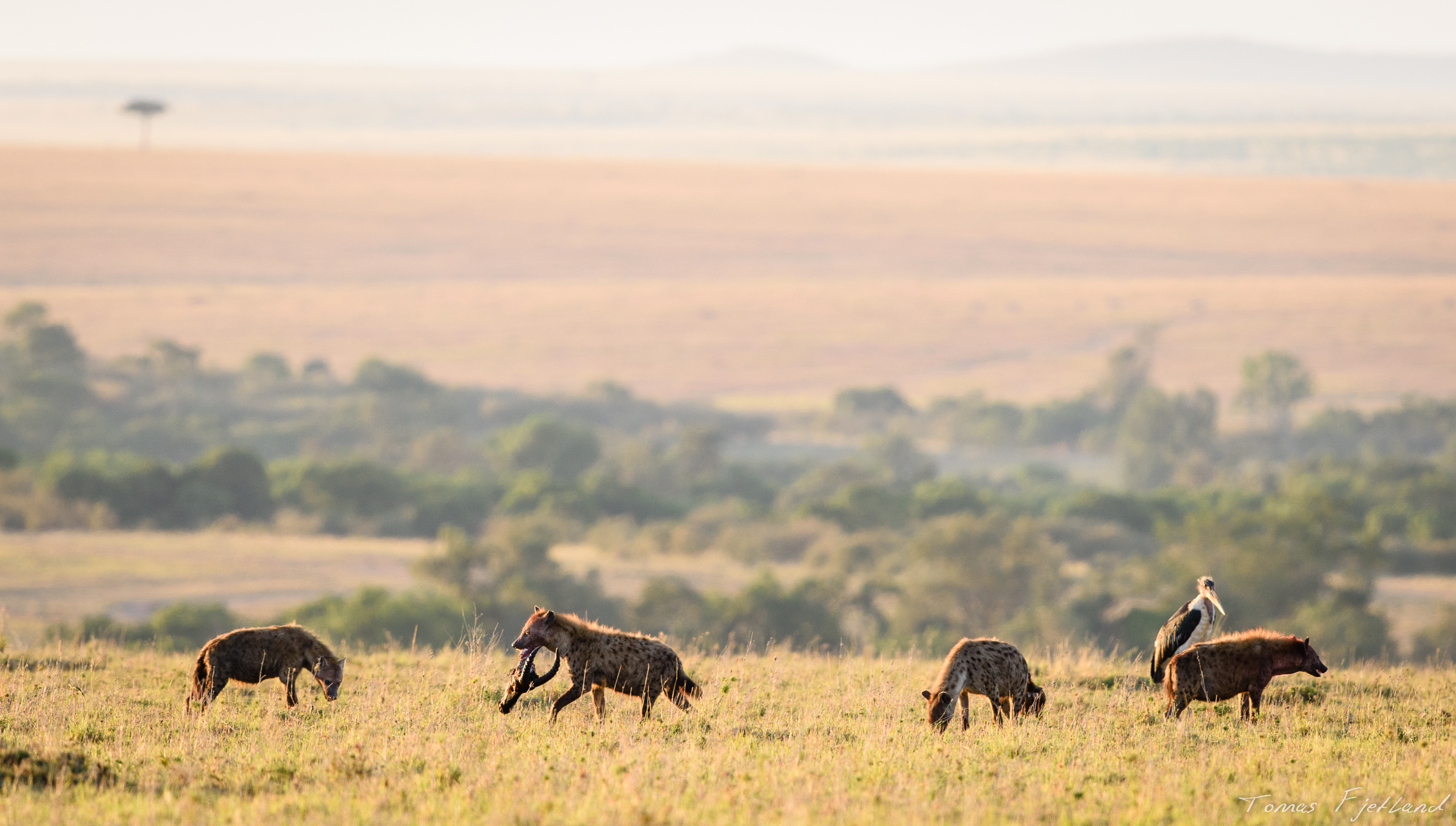 A group of hyenas have managed to steal the remains of a carcass during the night and were fighting over the pieces.