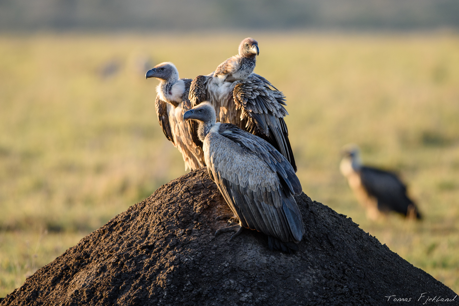 a group of vultures keep watch for any scraps of food that might become unguarded.