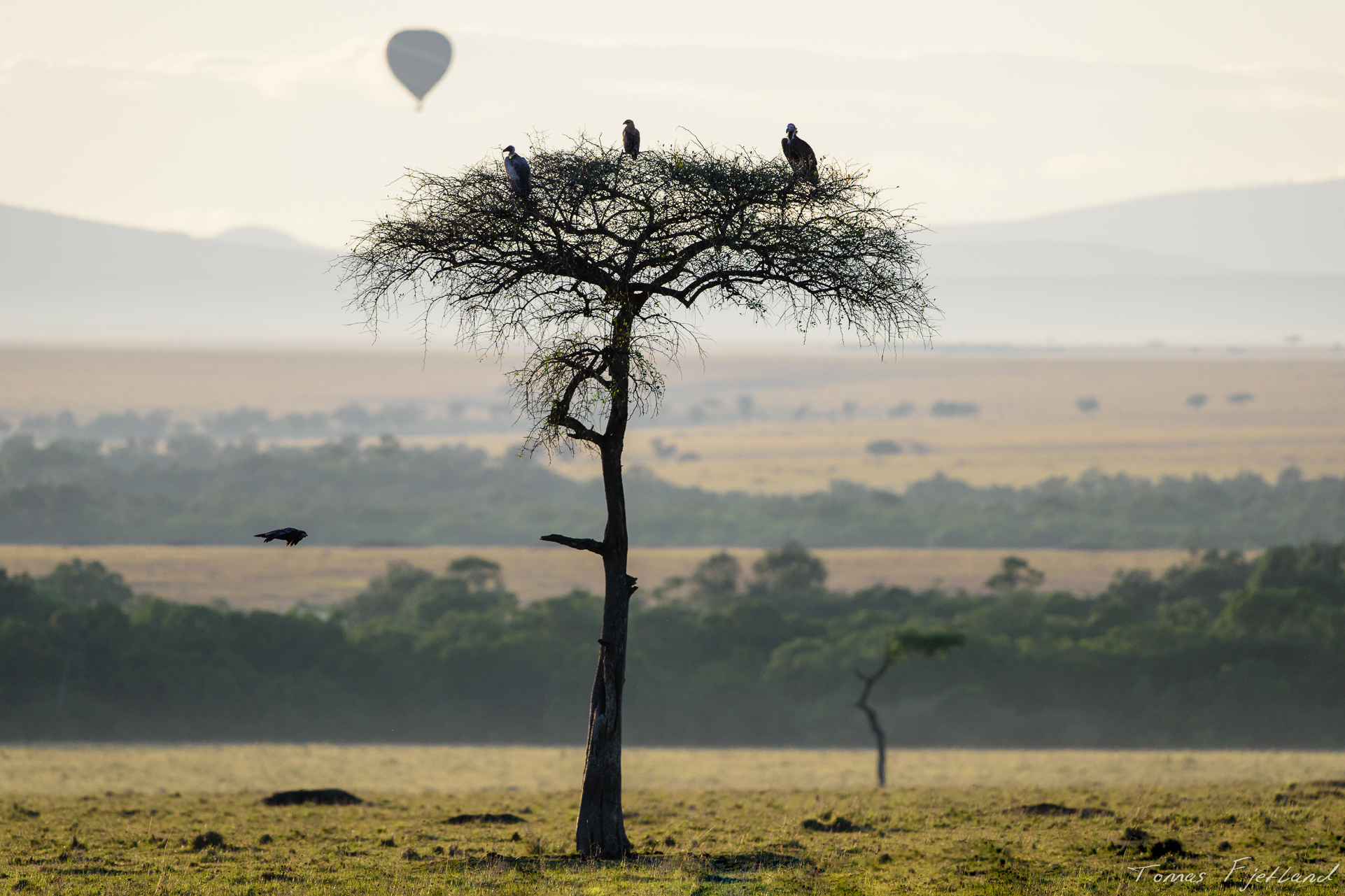 As the magical light fades, a balloon drifts across the mara behind a tree with vultures and an eagle