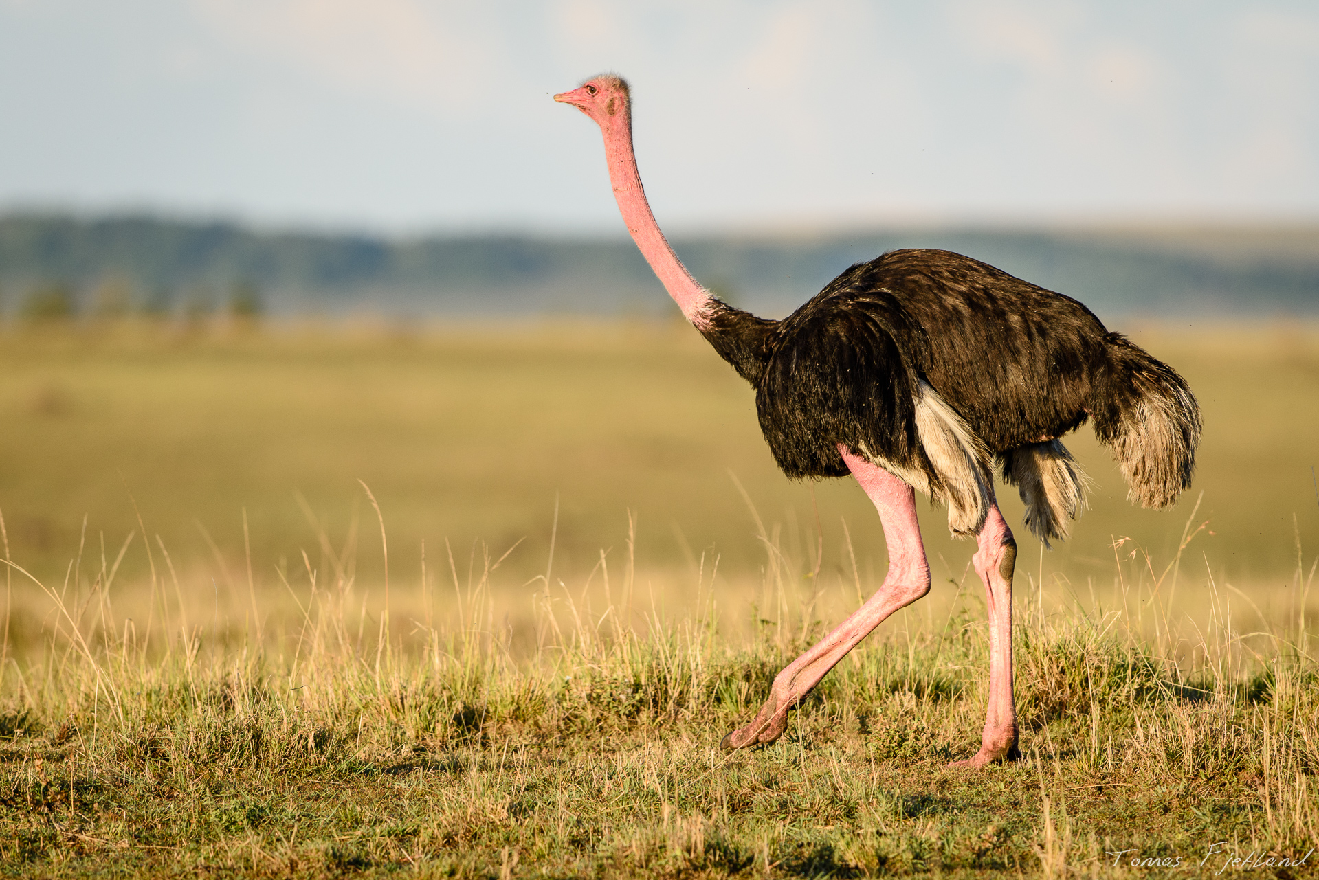 Not as common as in Samburu, a few ostriches still roam around in the Mara