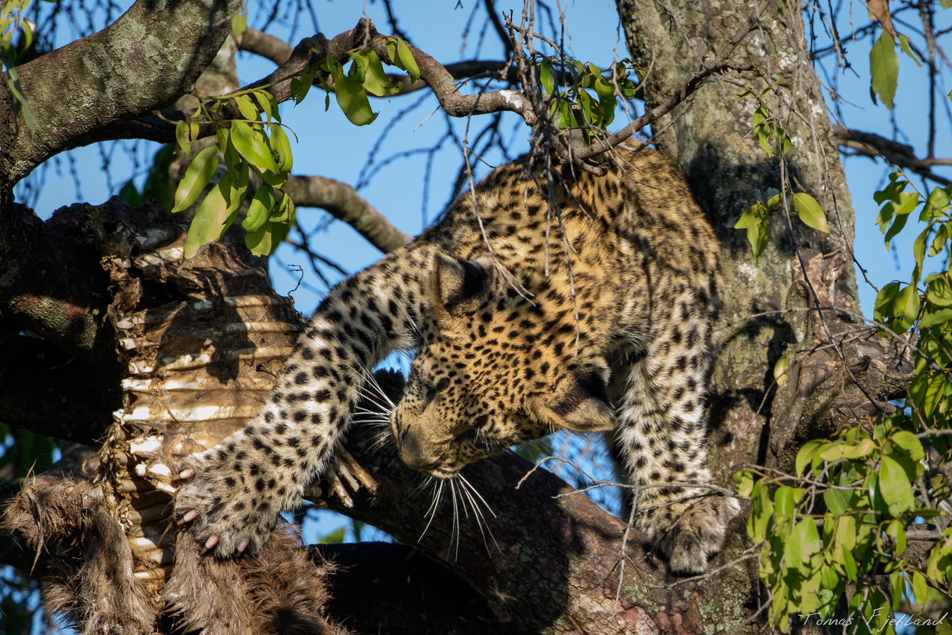 Leopards don't generally follow the migration, and so being able to feed even when most of the wildebeest are gone is essential