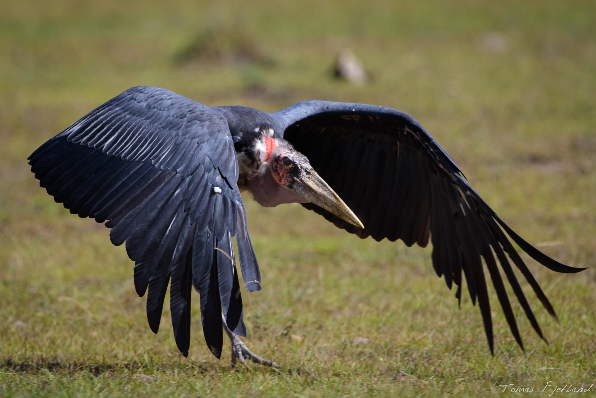 Clearly not the prettiest bird in east Africa, the Marabou is nonetheless an imposing figure, and when taking off looks quite dramatic.