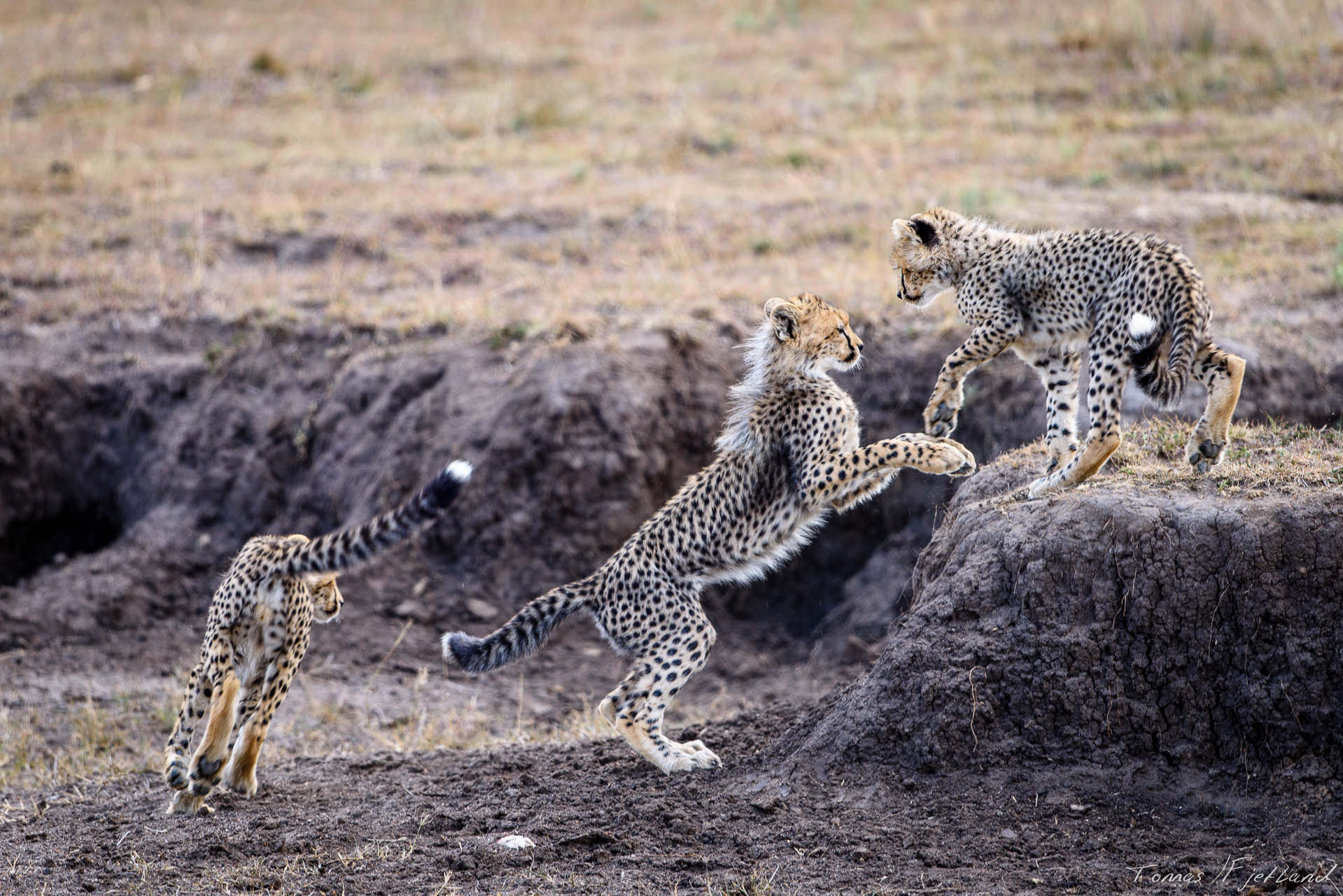 Most cheetah cubs don't have as many play pals as these.