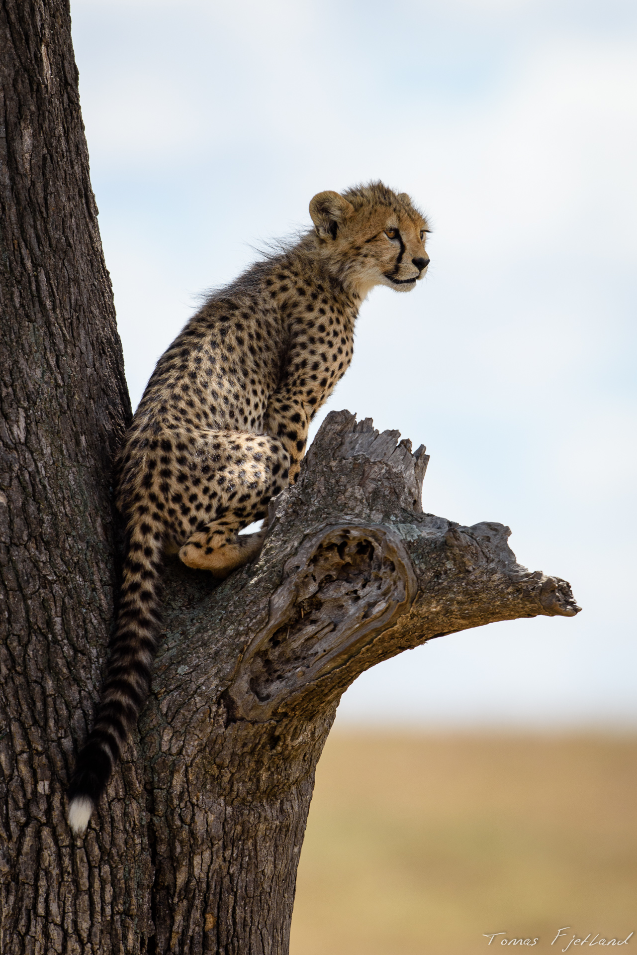 This cheetah cub is discovering why most cheetahs don't climb trees.