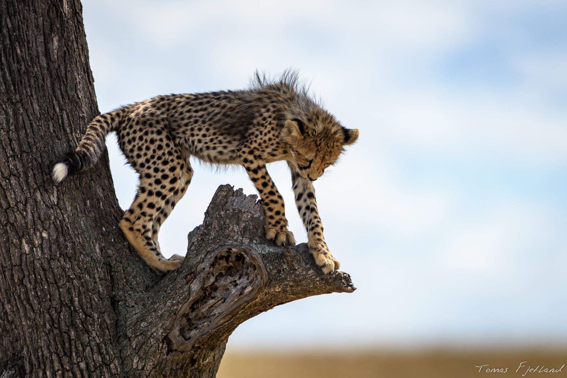 Cheetah cub discovering that while trees are easy to climb up, they're not as easy to climb down.