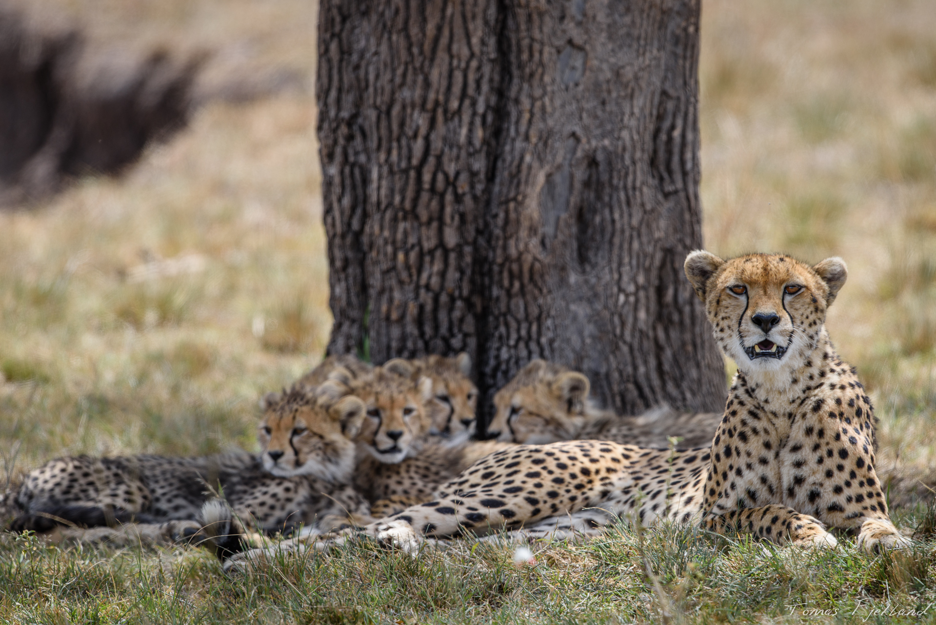 While she gave birth to six cubs, having brought 5 to this age is quite an unusual accomplishment for cheetahs.