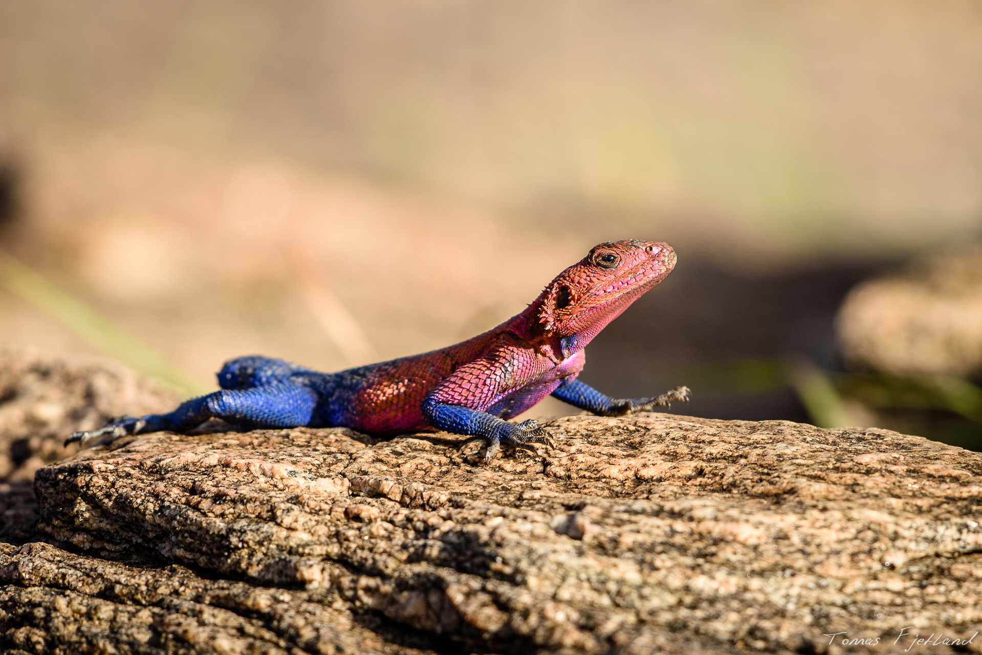Well, I think it's a flat-headed rock agama, anyway