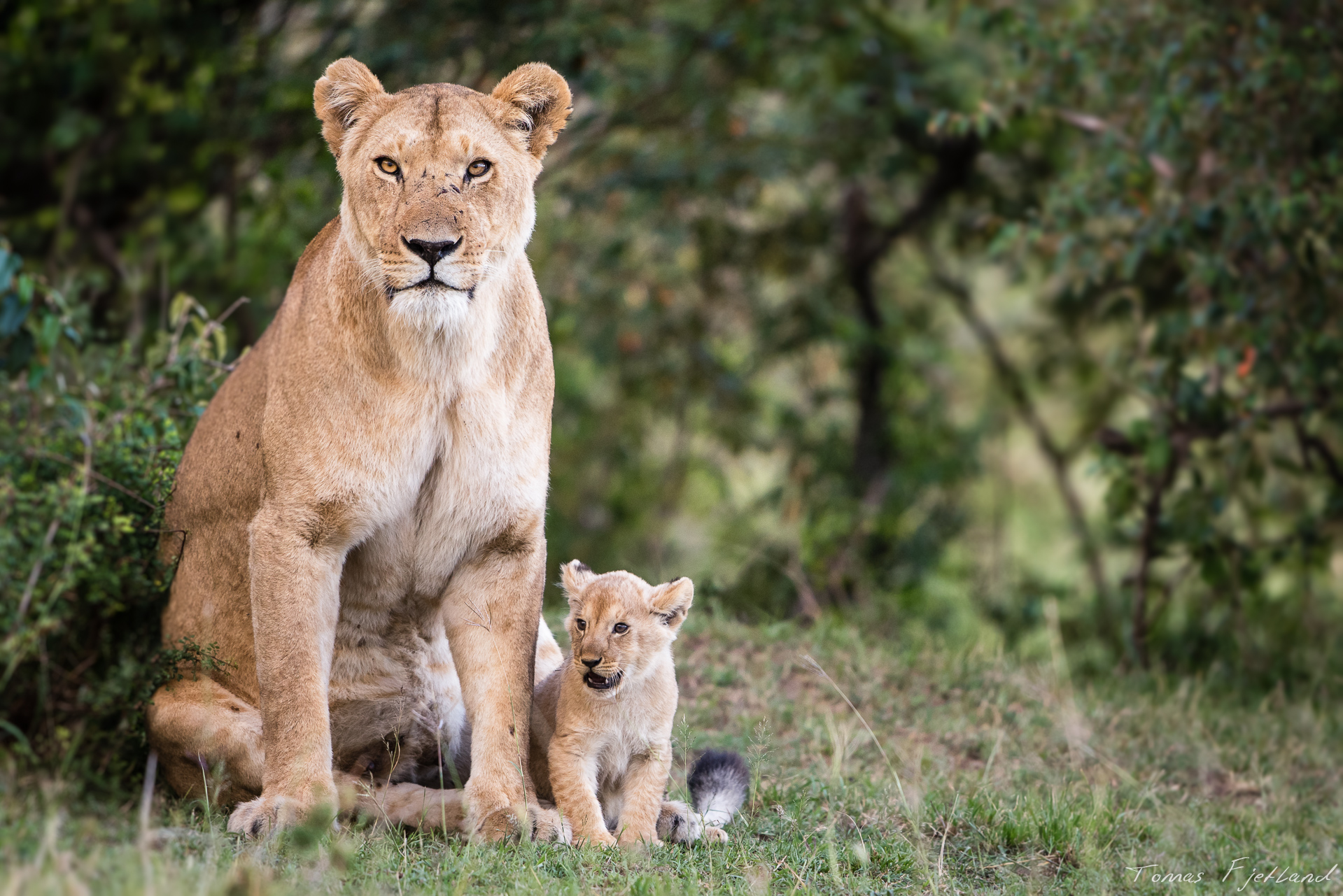 Lioness with one of her little cubs.