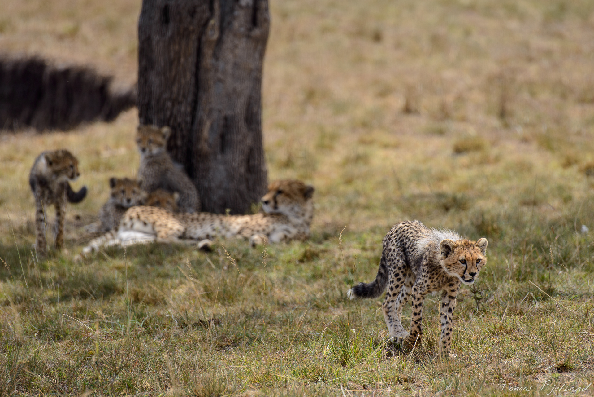 One of Malaikas cubs decides to examine the surroundings alone