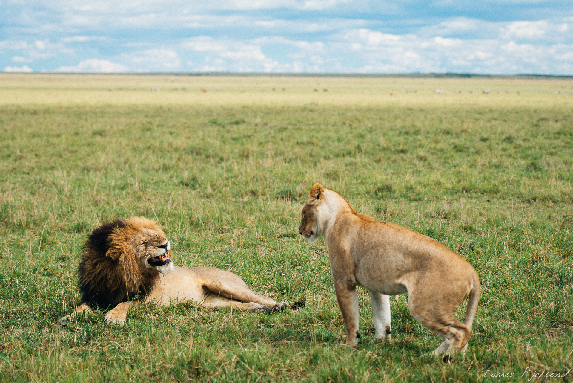 There's not insignificant tension between a mating couple of lions.