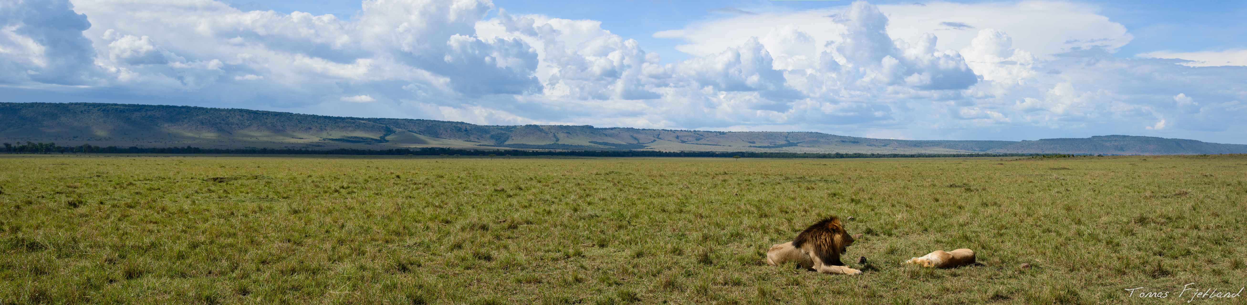A mating couple of lions photographed against the Oloololo escarpment on the western edge of Mara