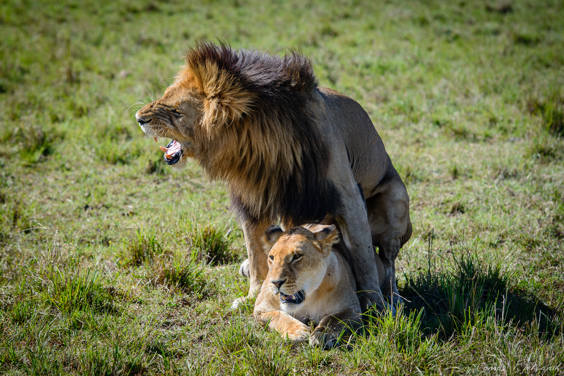Well, it's lions mating...
