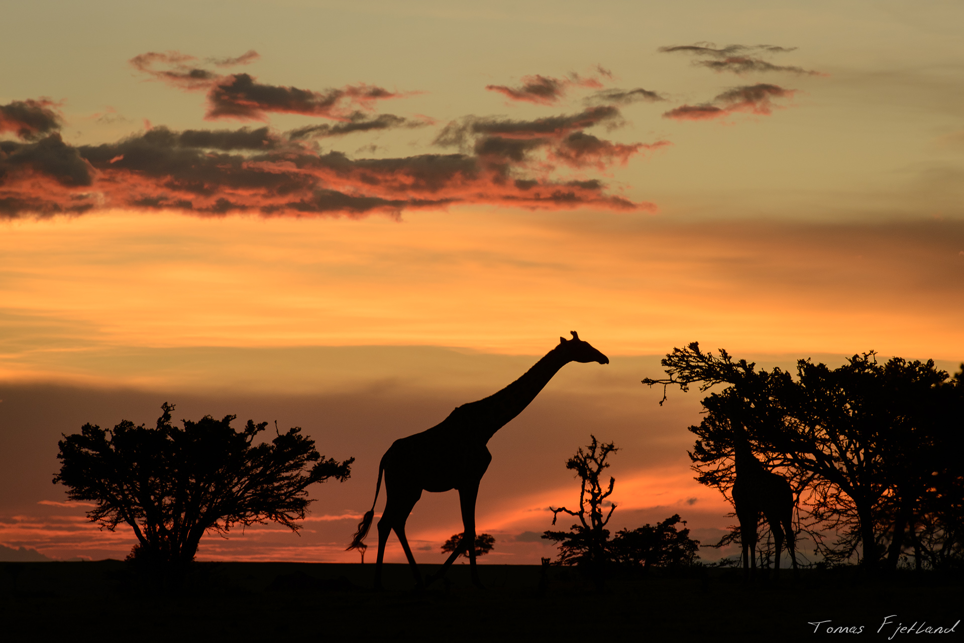As the sun set, we came across a group of giraffes on a hill.