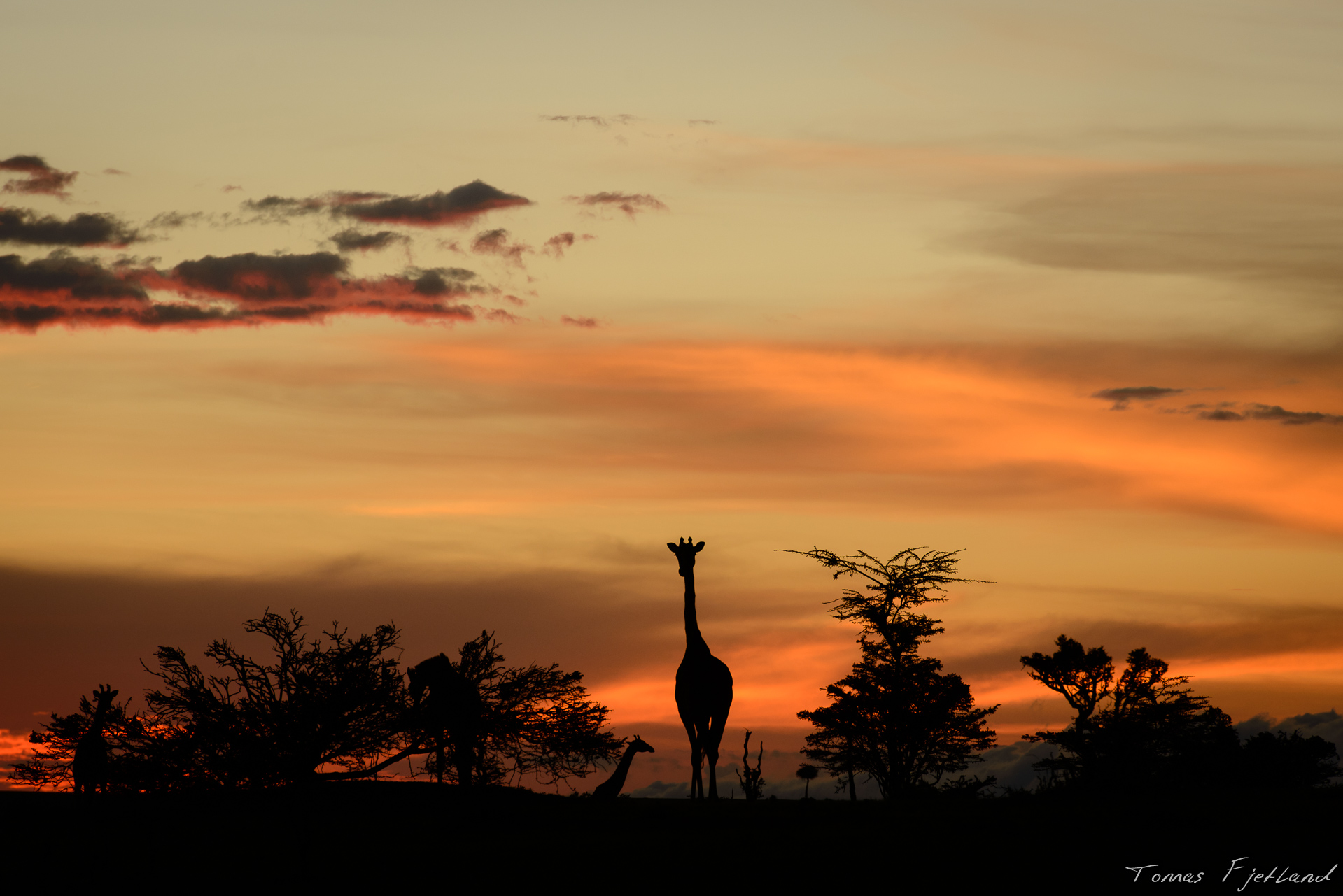 A giraffe in silhouette during sunset over Mara.