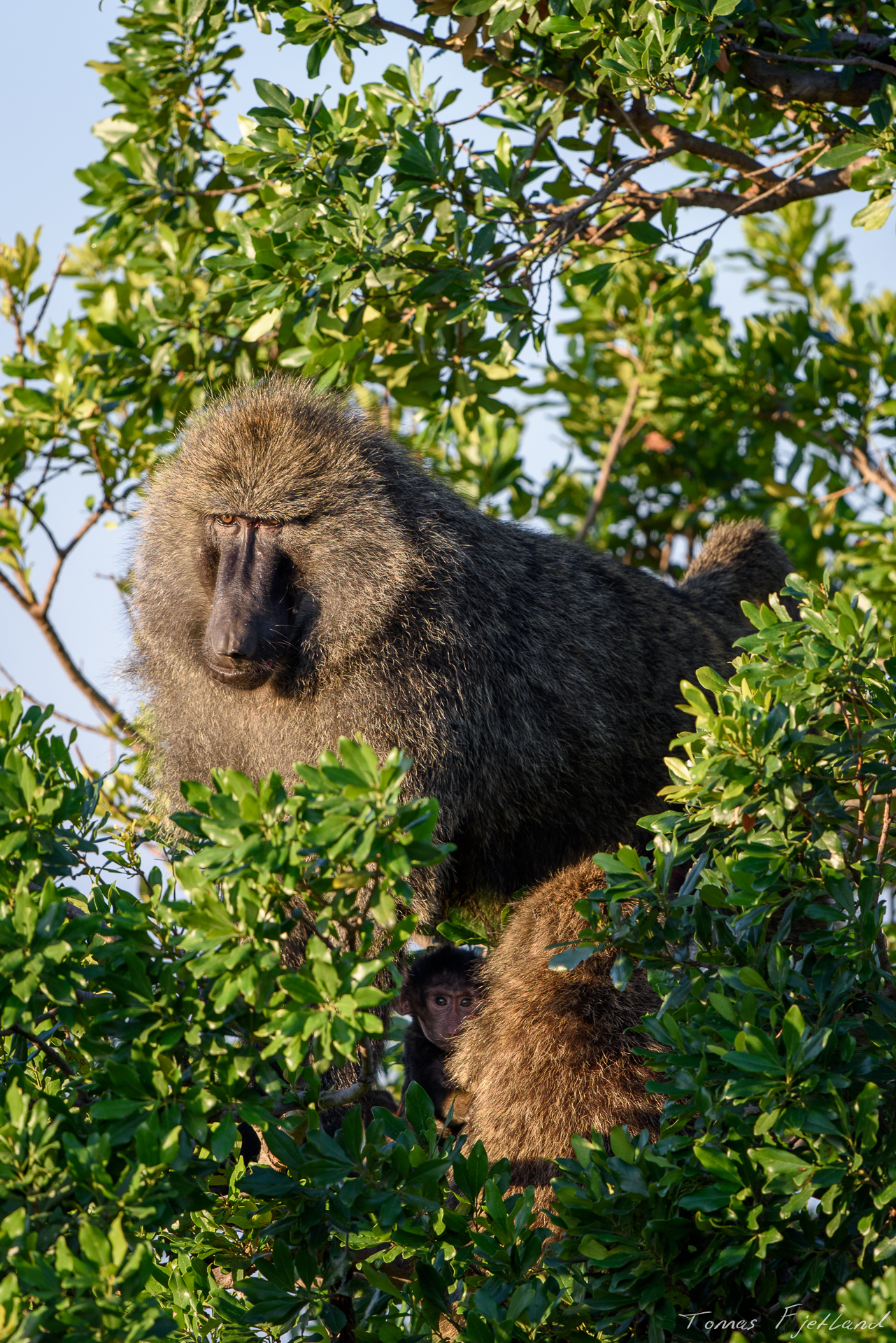 The little baby baboon is well protected by its mother and the dominent male as the group have settled in trees above the hippo pools.