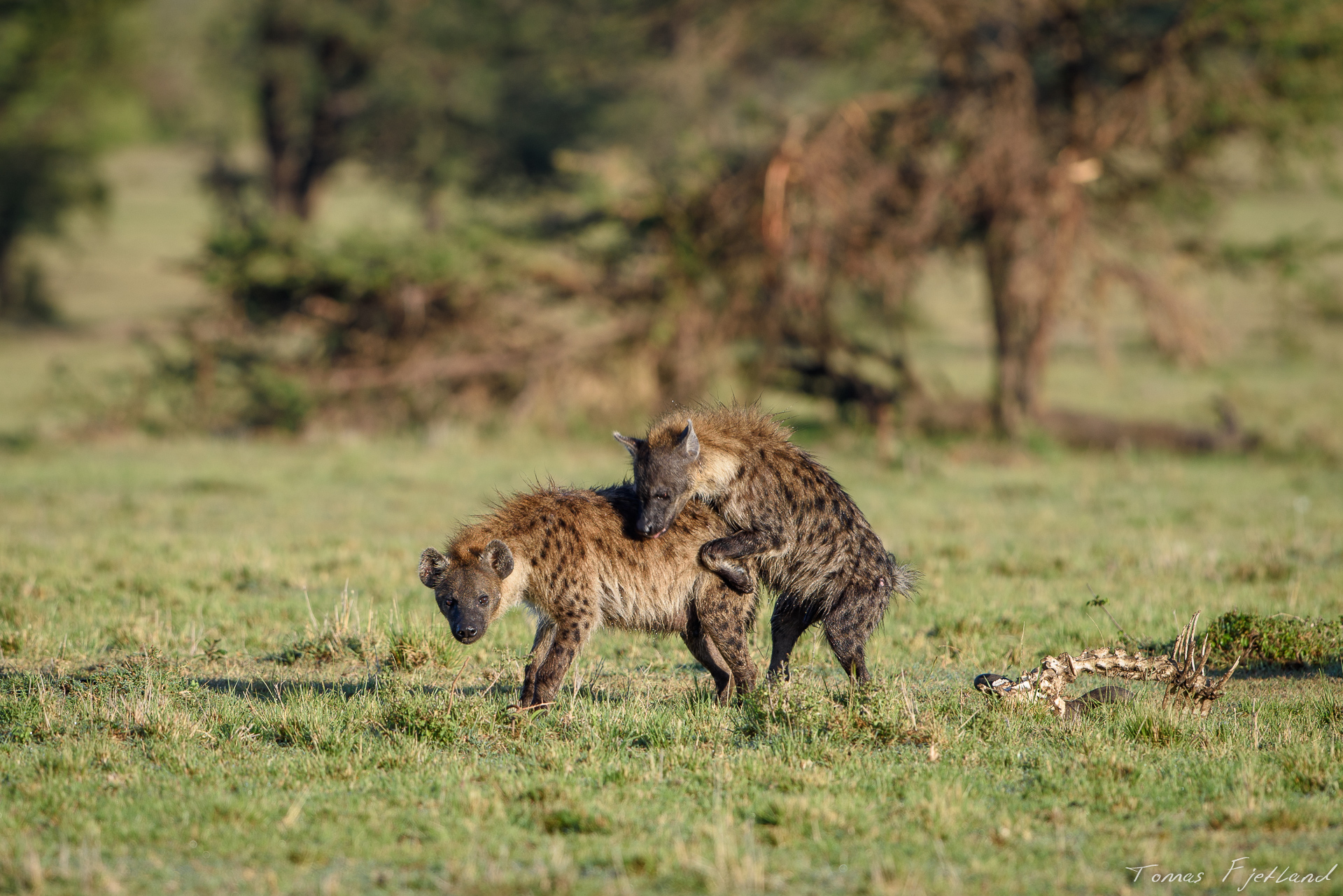A pair of spotted hyenas mating. There's a lot of growling and howling.