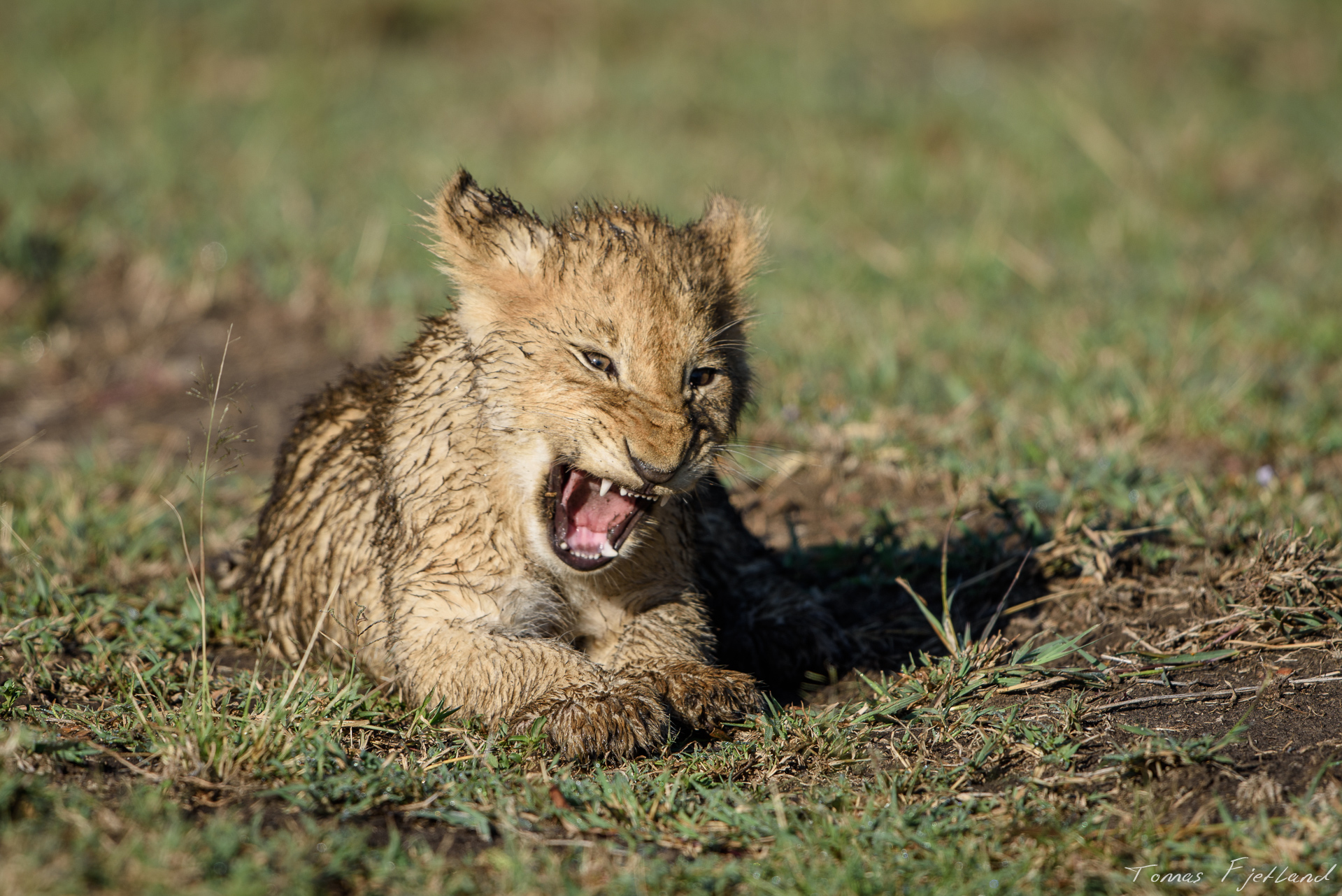 A small lion cub shows off his fiercest combat expression. (OK, he's yawning...)