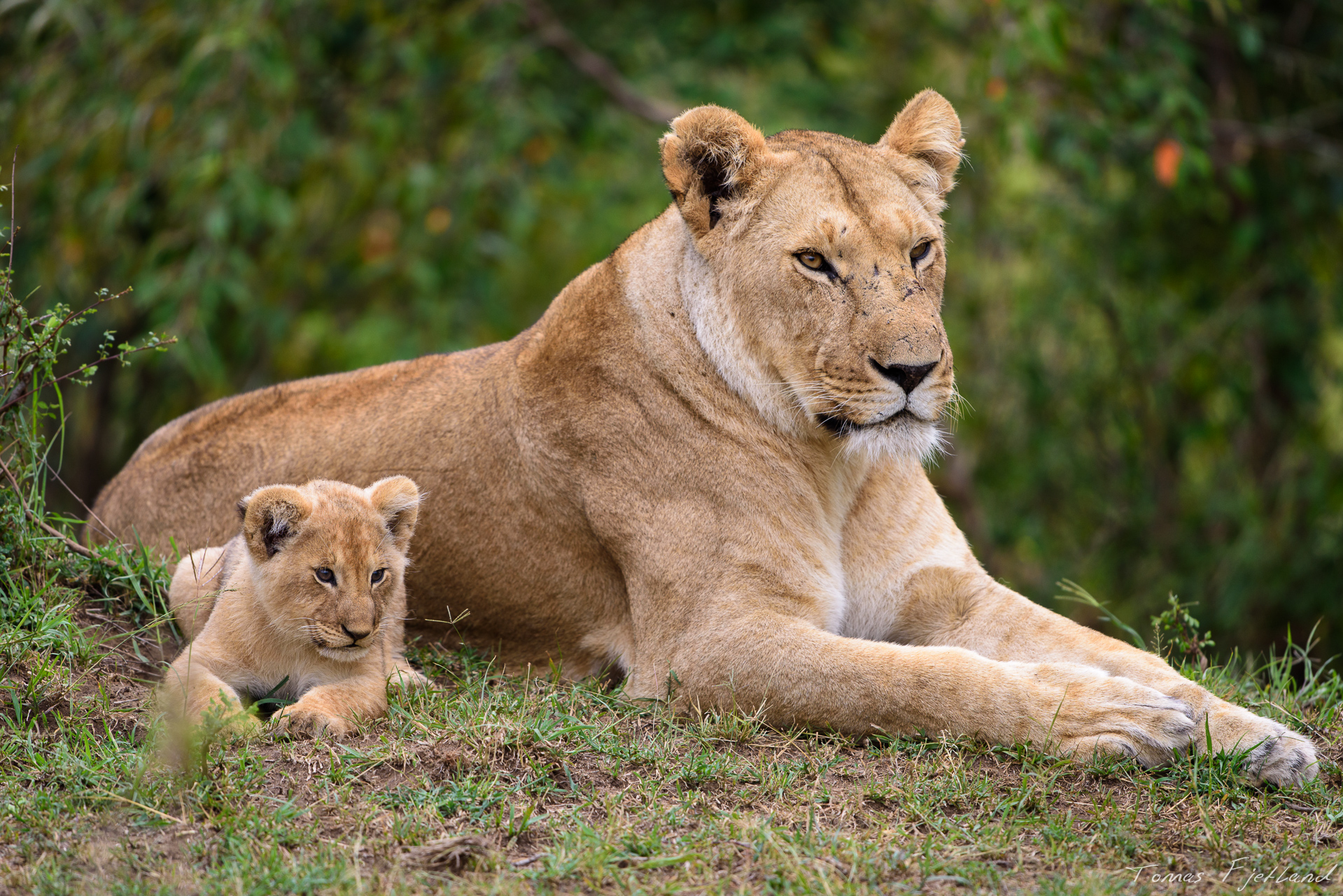 A cub takes a break from the sibling playfighting by relaxing next to mom.