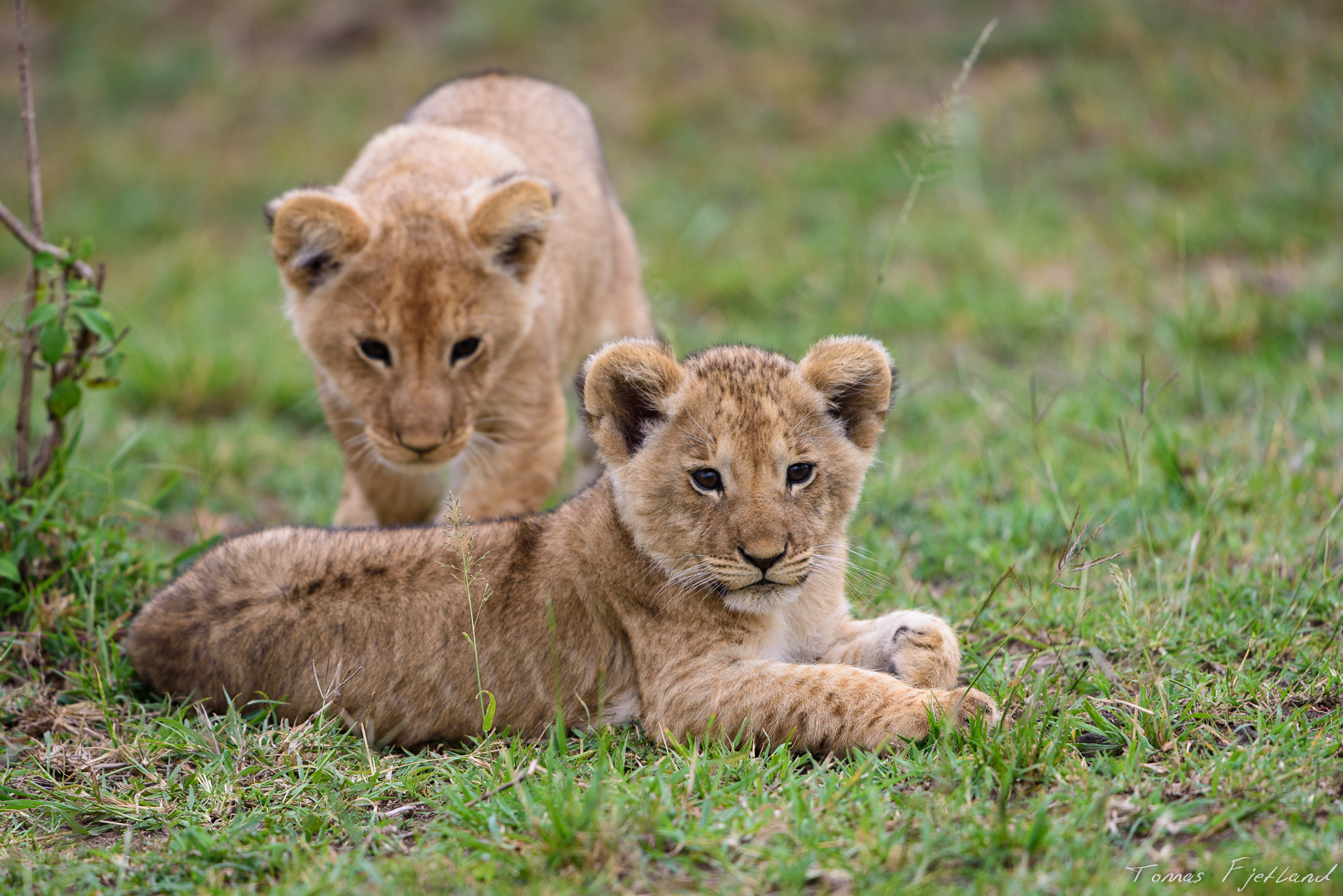 A cub practices its sneaking skills on a sibling.