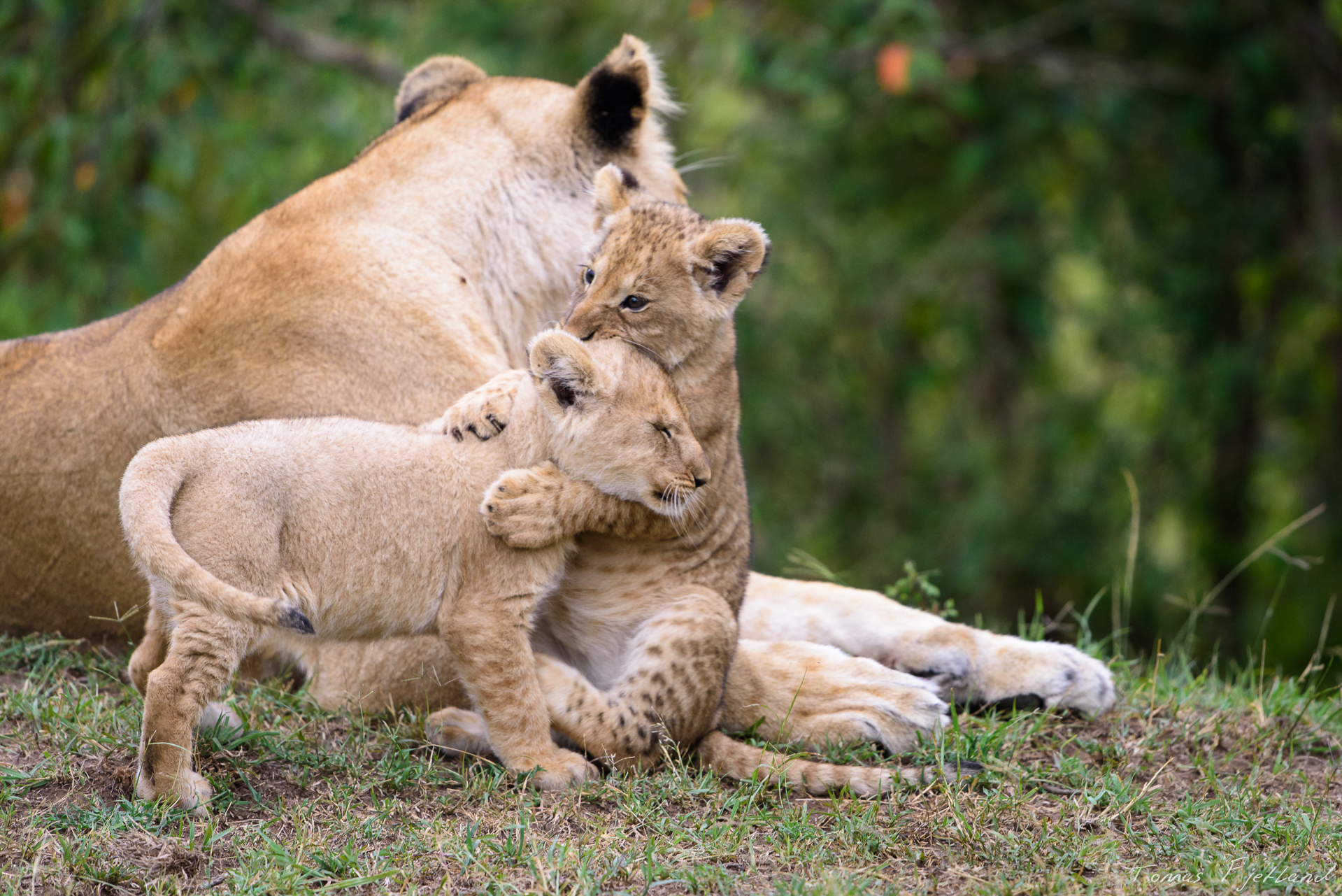 Cubs are training their hunting skills on eachother while the mother keeps watch.