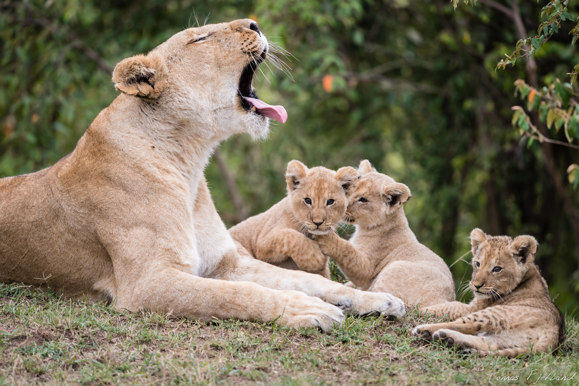A short break in the play between cubs.