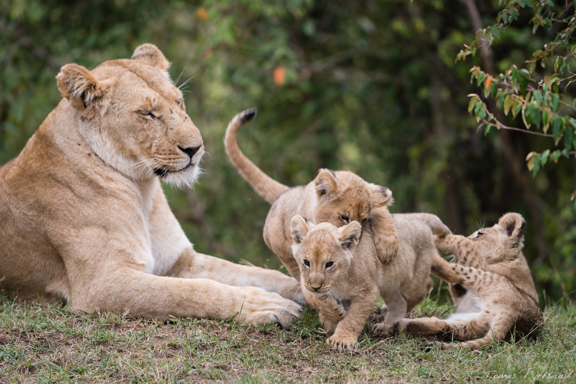 The breaks don't last long for the hyperactive lion cubs. Soon they're back at trying to pretend kill eachother.