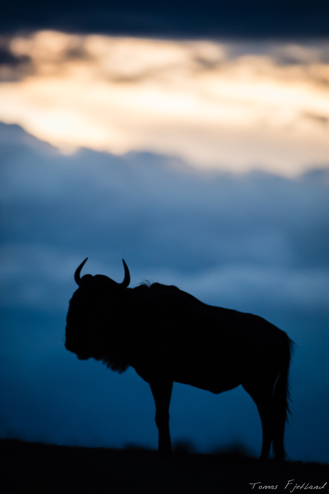A wildebeest against a cloudy sunset.