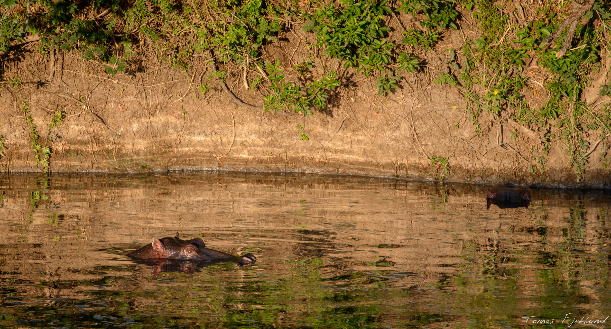 Hippos have returned to the hippo pools along the Ntiakitiak river for the day.