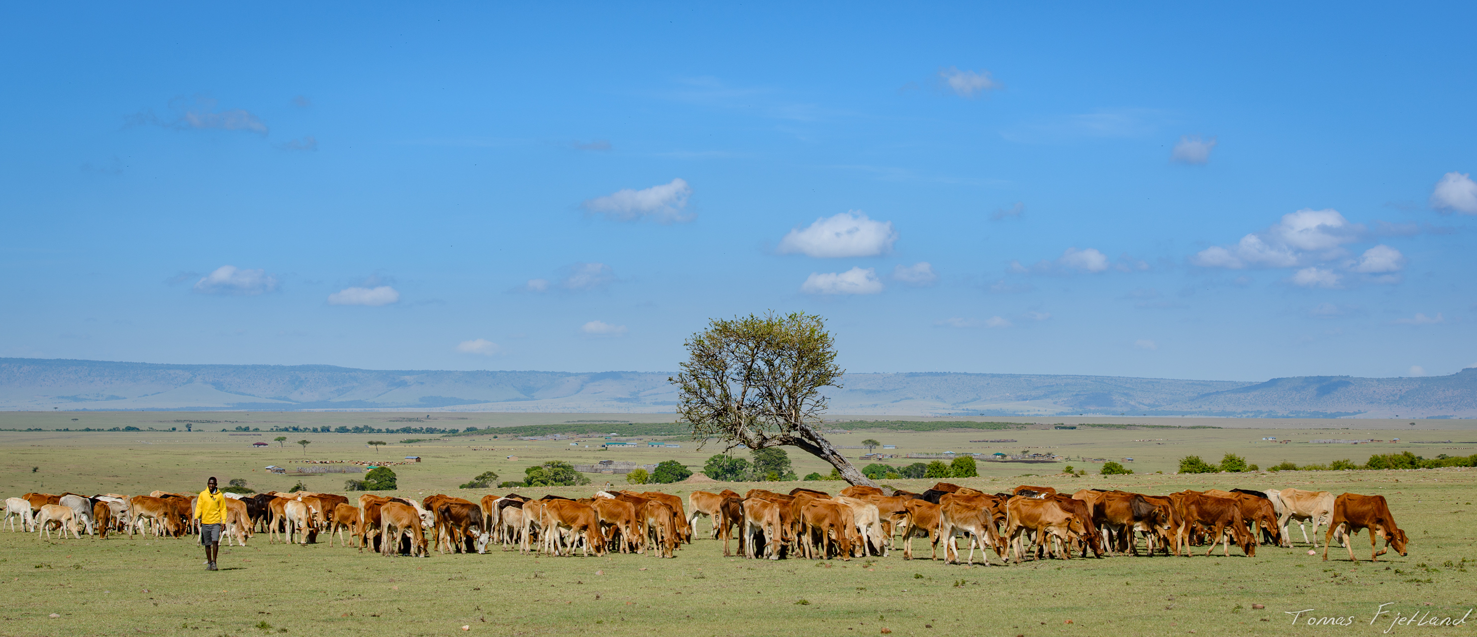 A maasai herder with cattle. Some permanent settlements in the background against the Oloololo escarpment