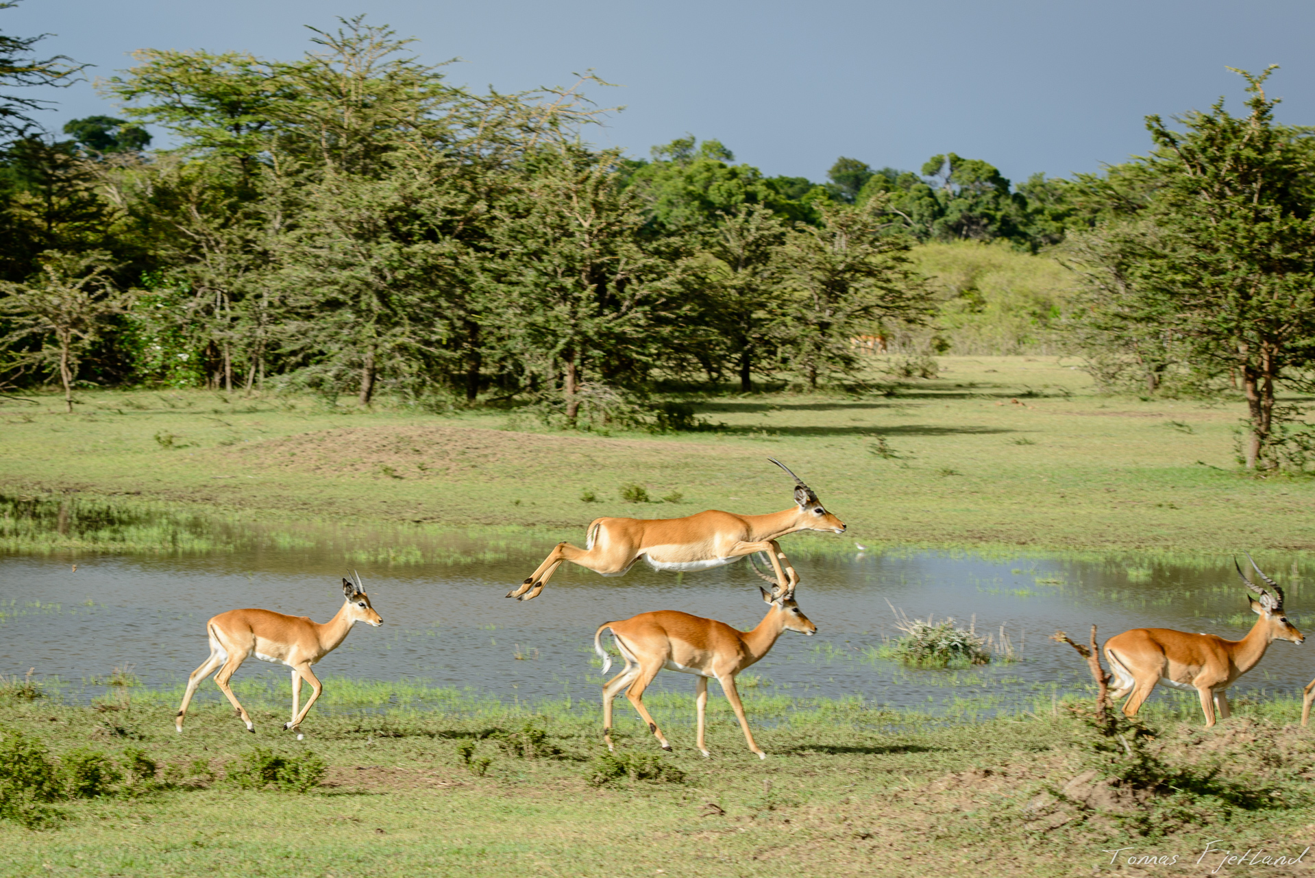 Impalas running next to the car, showing off their agility.