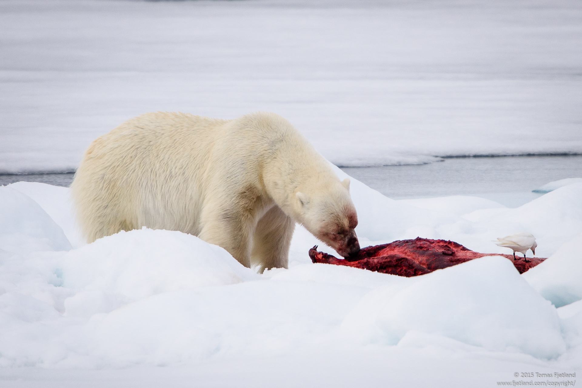 Polar bear and Ivory gull feeding on a seal carcass