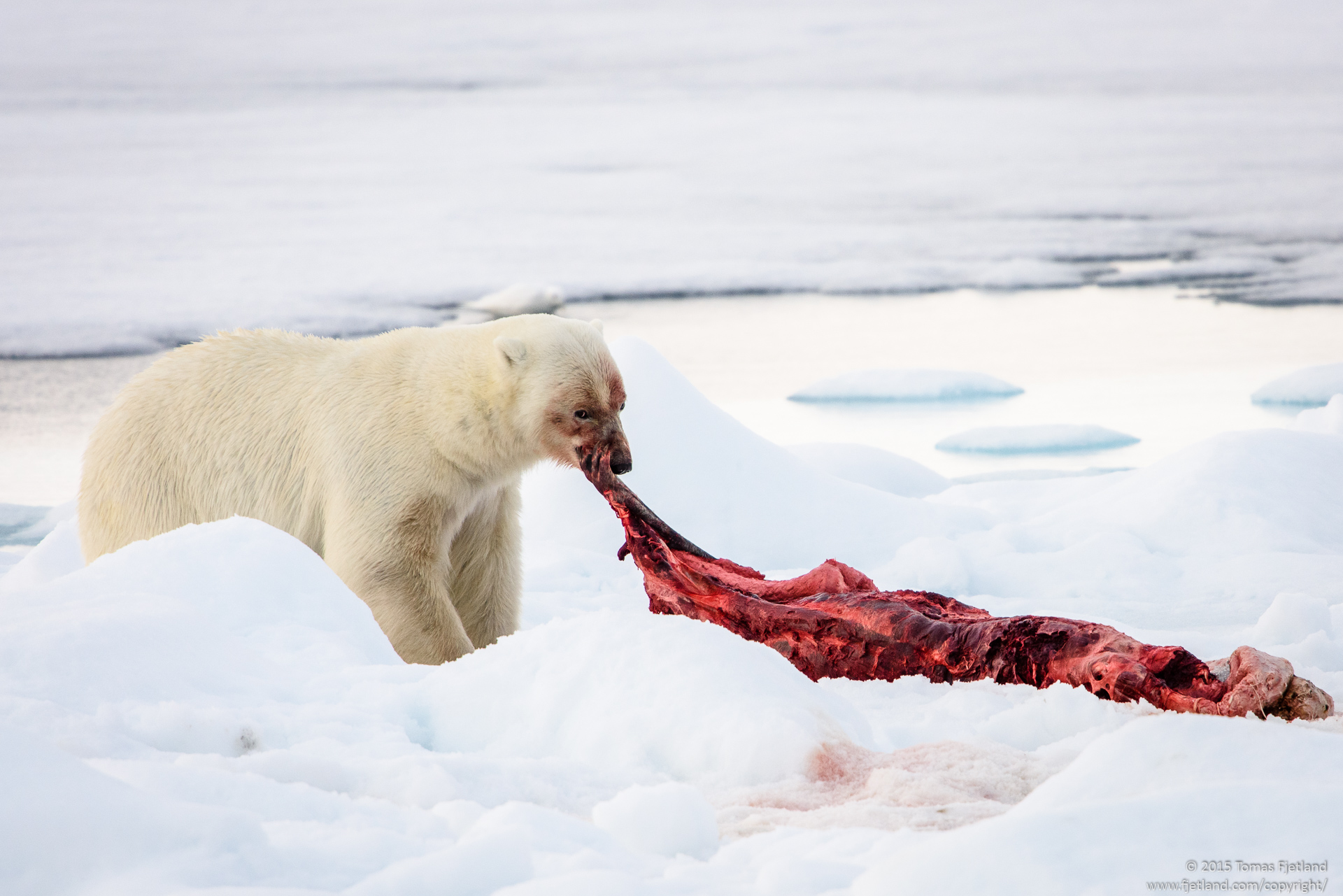 Polar bear moving a seal carcass