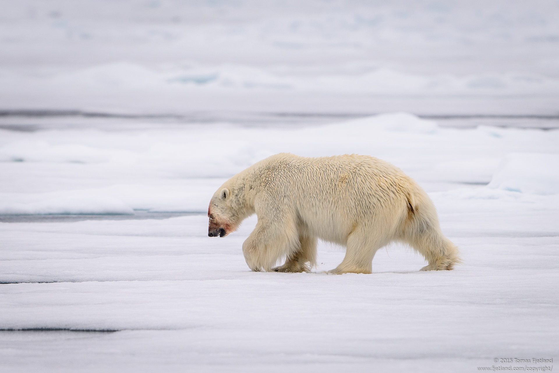 Polar bear striding off