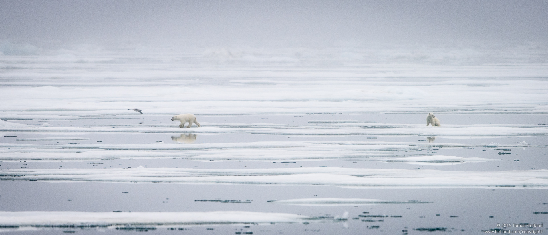 Playful polar bear cubs
